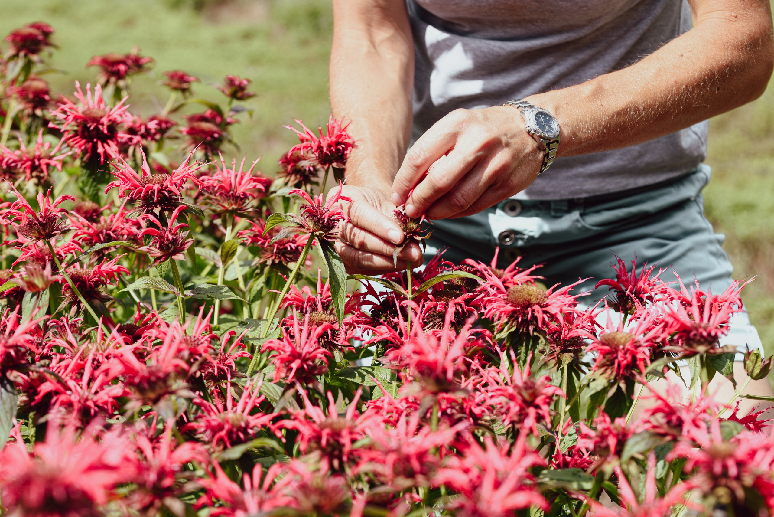Kräutergarten Wipptal. Familienfotografin aus Sterzing Elena Muehlsteiger