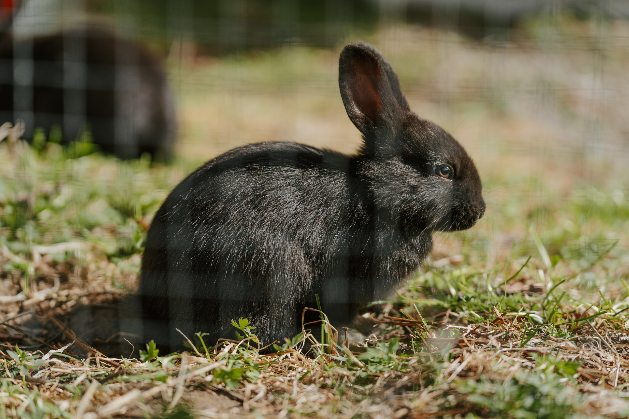 Sinkkolan kotieläinpiha