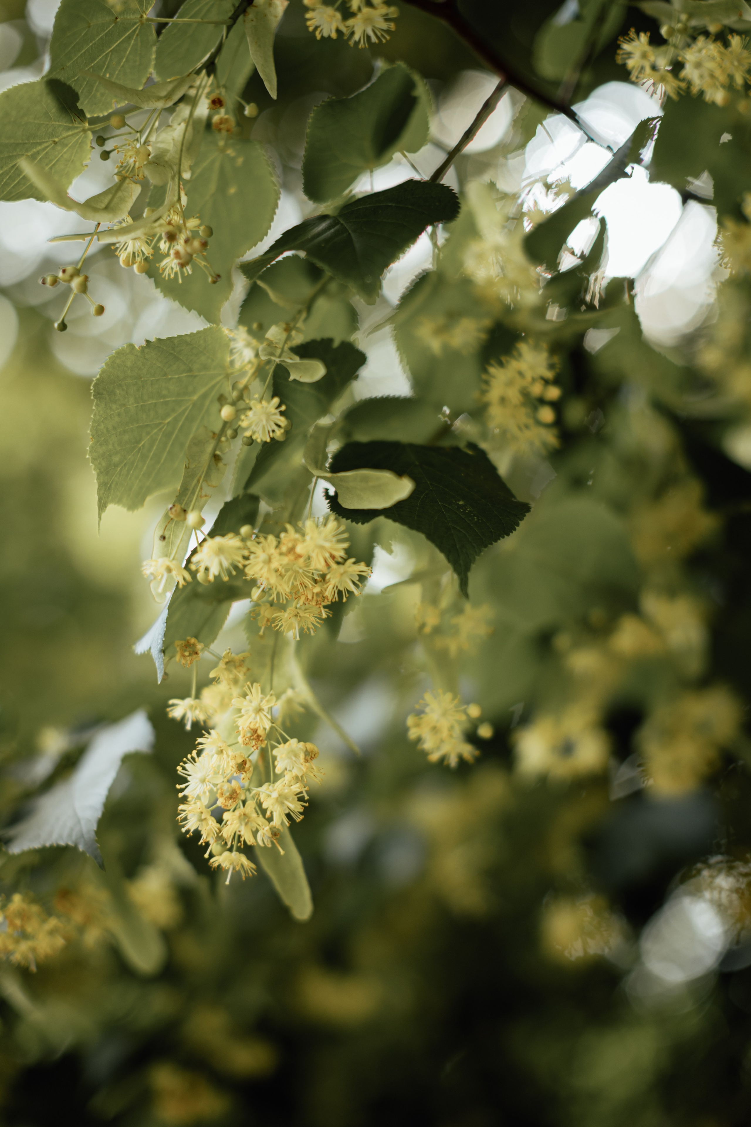 Christening — London, 2024. Timeless Wedding & Event Photography — based London, working across Europe