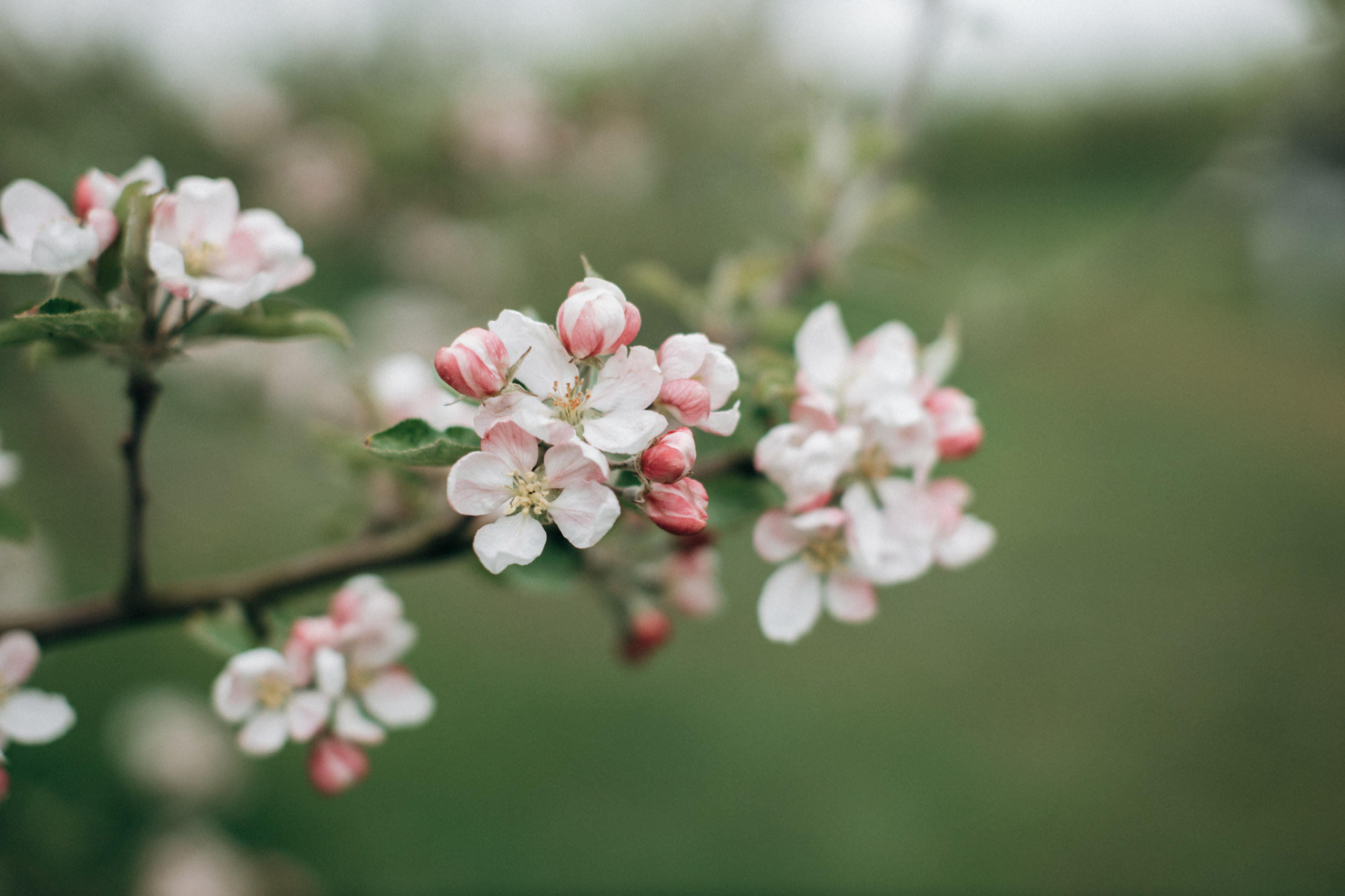 Babybauch-Fotoshooting in den blühenden Apfelplantagen des Alten Landes. Maria Chistyakovа — Fotografin in Karlsruhe, Baden-Baden und Umgebung