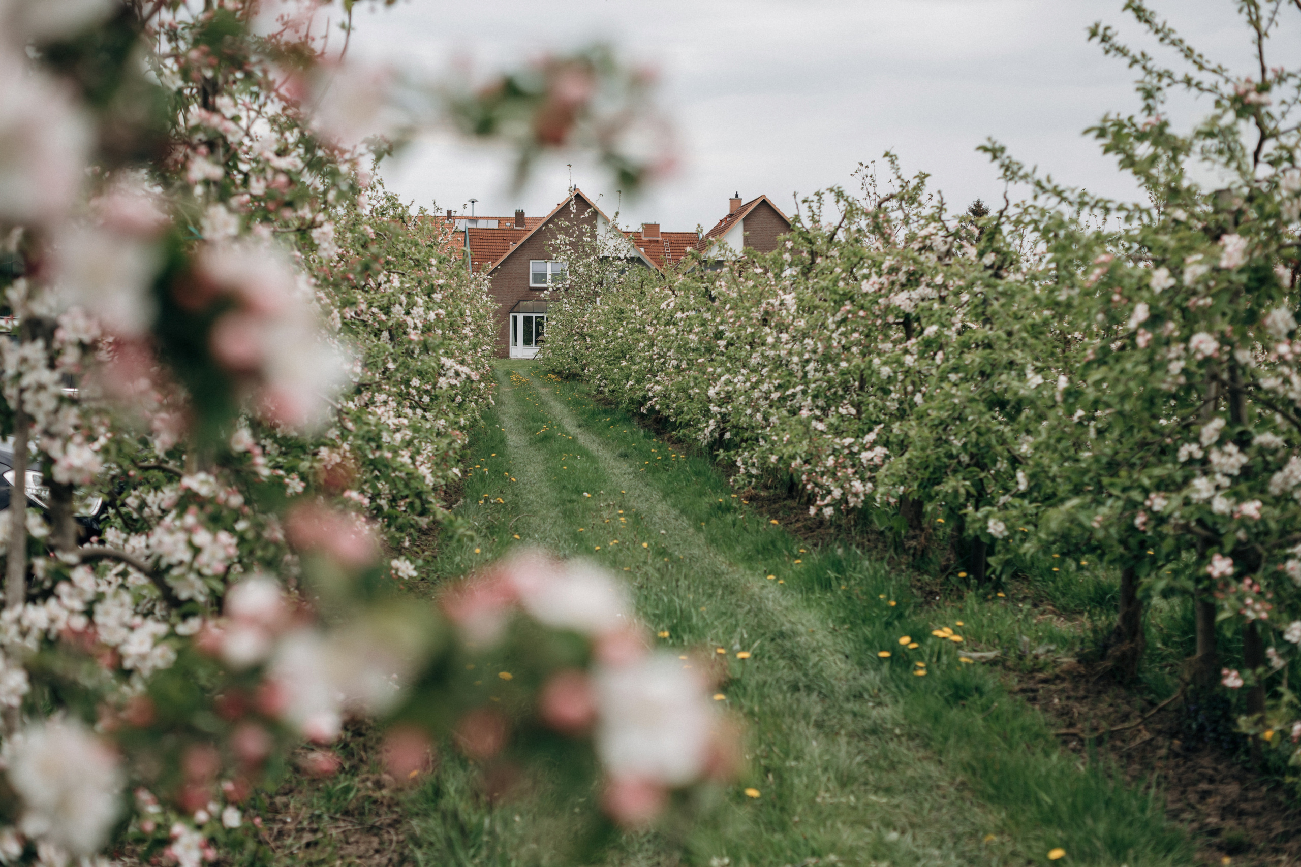 Babybauch-Fotoshooting in den blühenden Apfelplantagen des Alten Landes. Maria Chistyakovа — Fotografin in Karlsruhe, Baden-Baden und Umgebung