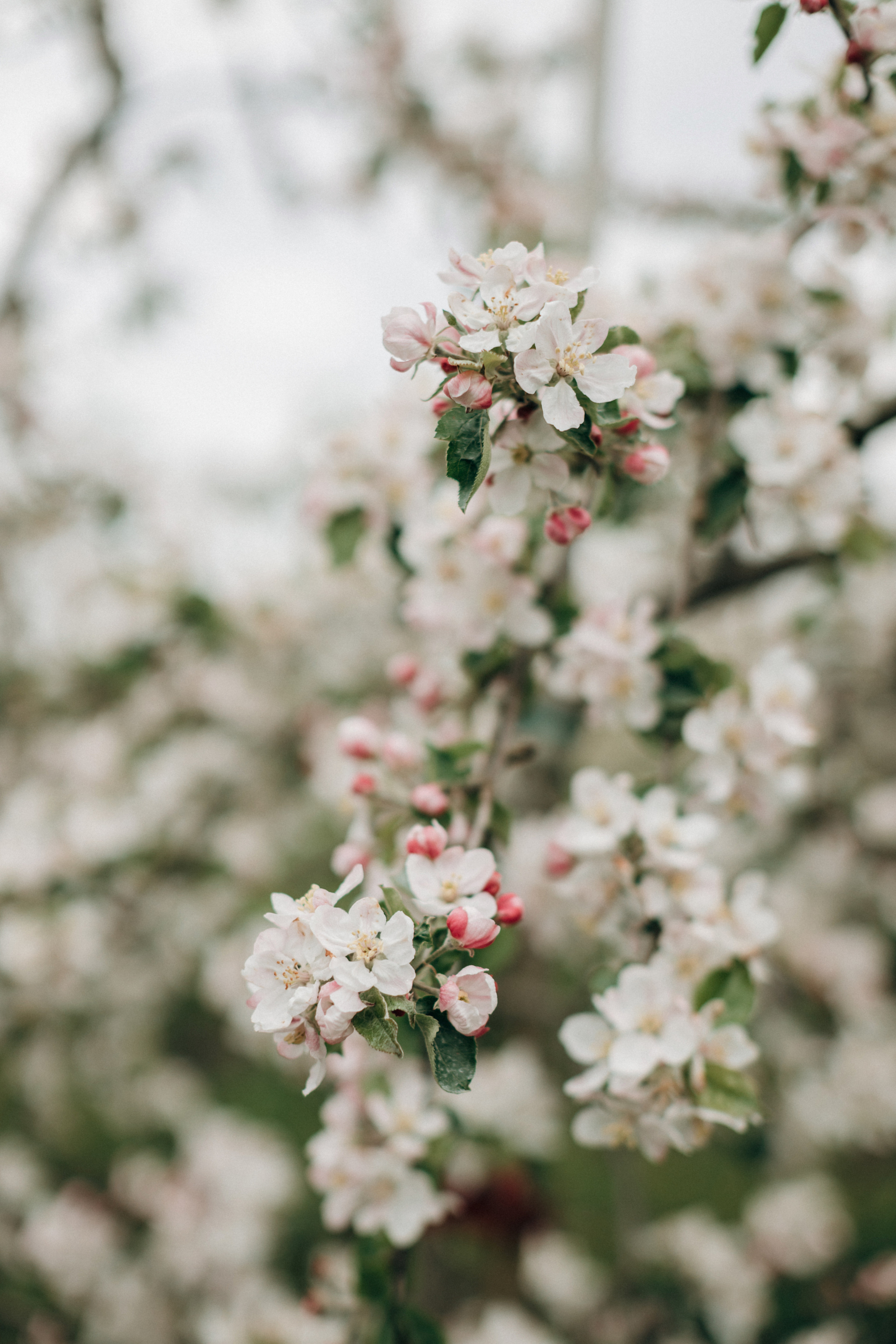 Babybauch-Fotoshooting in den blühenden Apfelplantagen des Alten Landes. Maria Chistyakovа — Fotografin in Karlsruhe, Baden-Baden und Umgebung