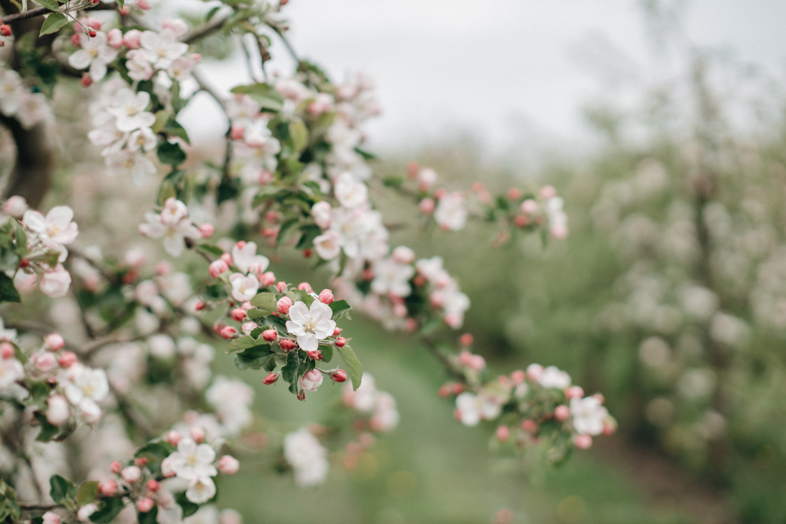 Babybauch-Fotoshooting in den blühenden Apfelplantagen des Alten Landes. Maria Chistyakovа — Fotografin in Karlsruhe, Baden-Baden und Umgebung