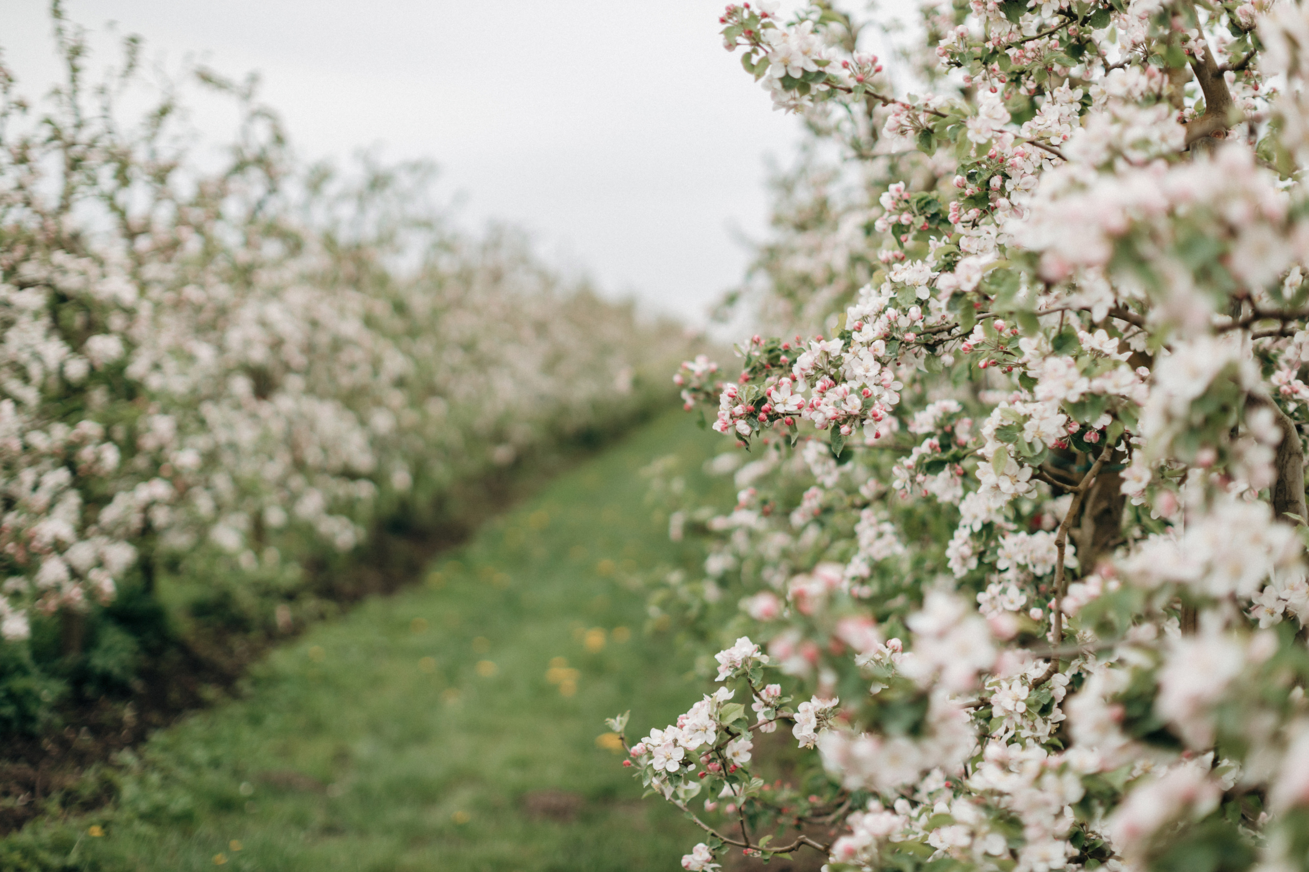 Babybauch-Fotoshooting in den blühenden Apfelplantagen des Alten Landes. Maria Chistyakovа — Fotografin in Karlsruhe, Baden-Baden und Umgebung