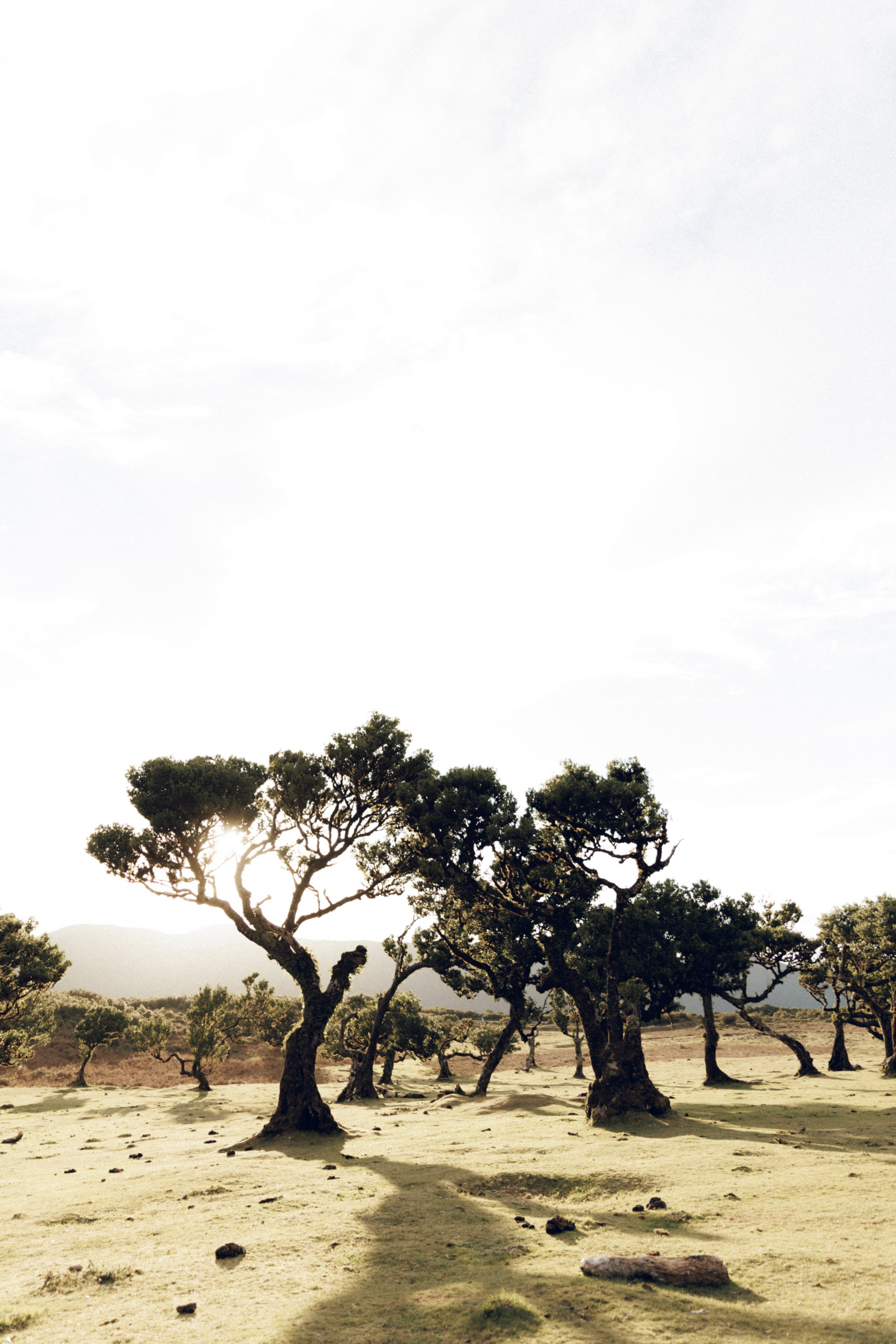 Lost in Madeira. Patricia Morenci — Mountain Adventures for the Wild at Heart