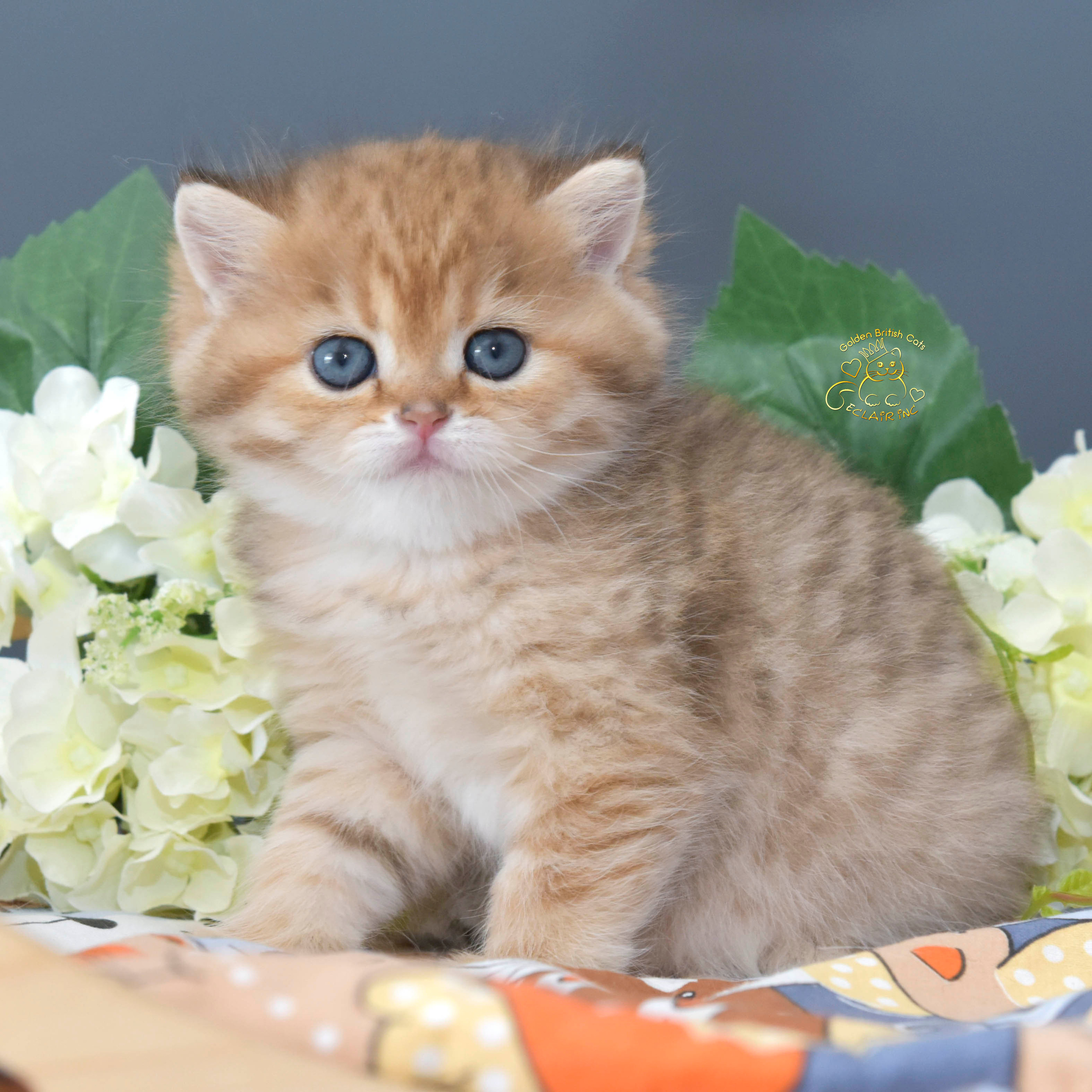 Cattery British shorthair Cyprus, cattery british shorthair Limassol,. British shorthair Cyprus, british shorthair cattery in UK, british cat