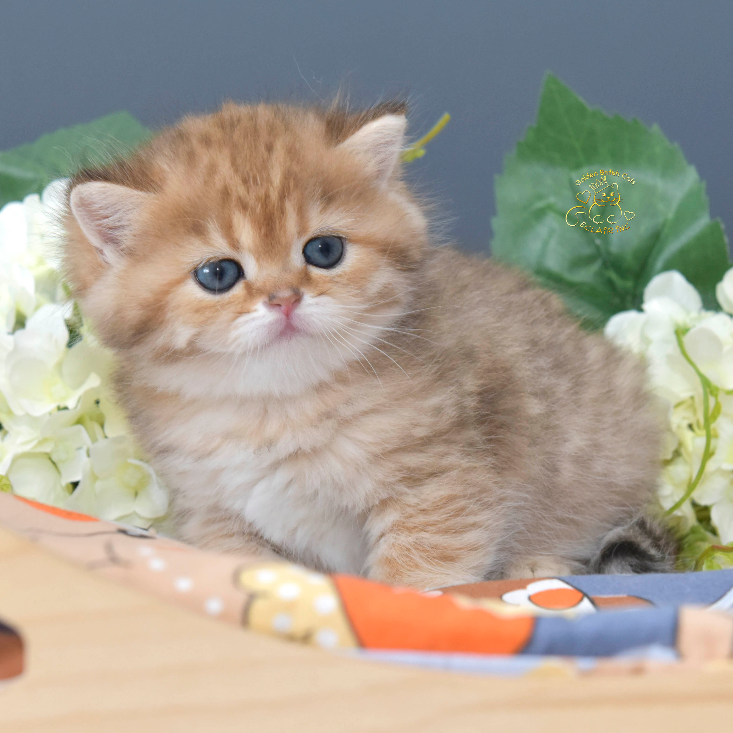 Cattery British shorthair Cyprus, cattery british shorthair Limassol,. British shorthair Cyprus, british shorthair cattery in UK, british cat