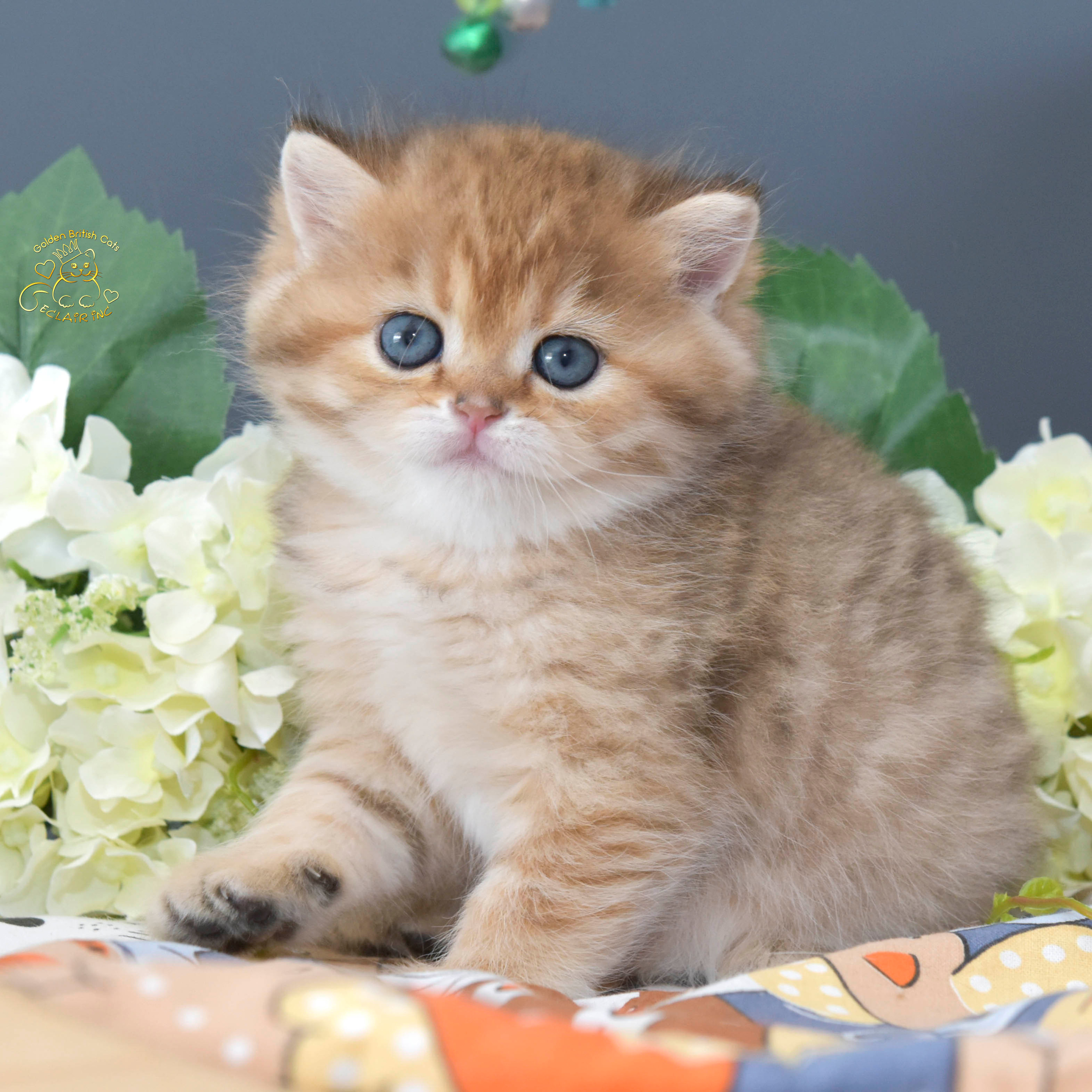 Cattery British shorthair Cyprus, cattery british shorthair Limassol,. British shorthair Cyprus, british shorthair cattery in UK, british cat