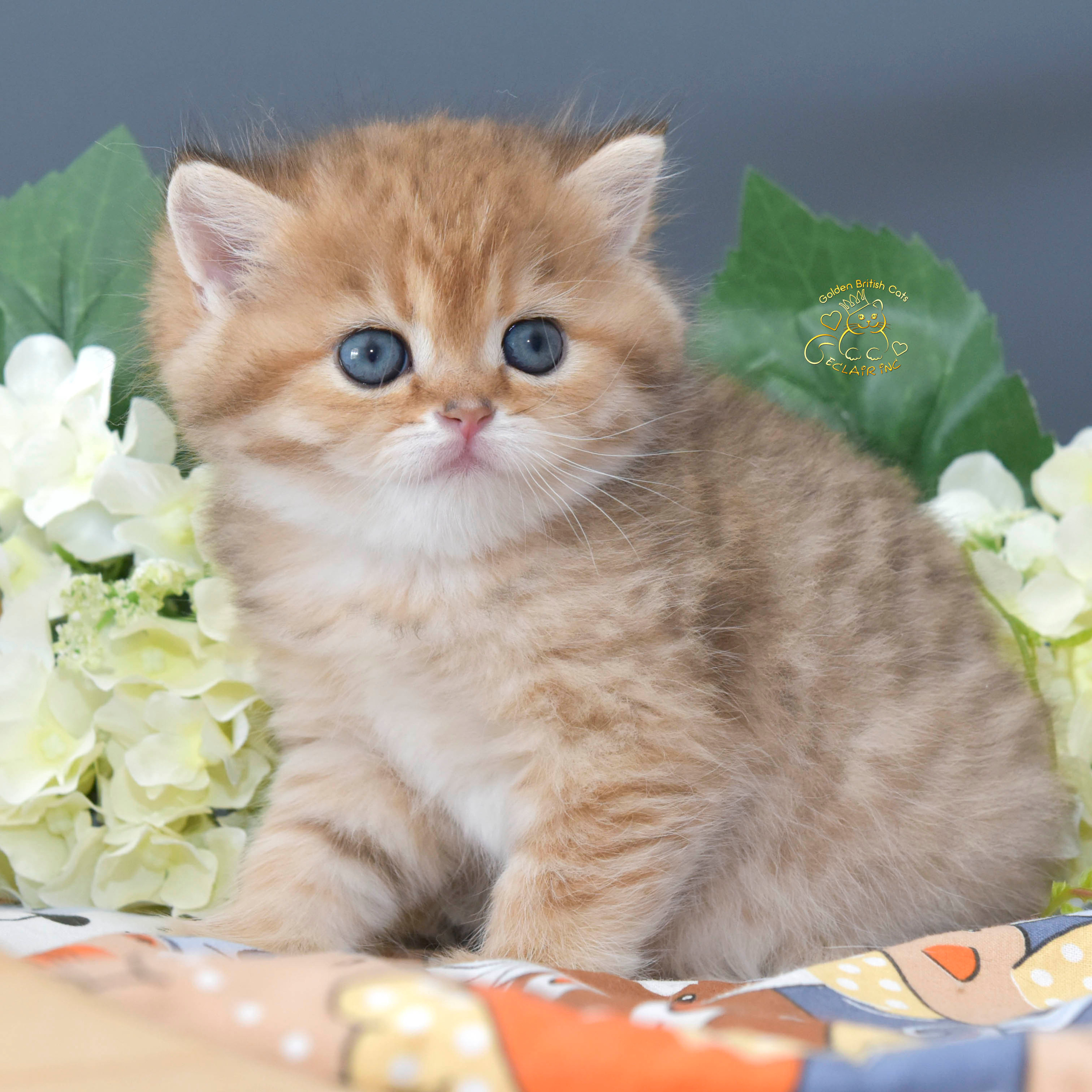 Cattery British shorthair Cyprus, cattery british shorthair Limassol,. British shorthair Cyprus, british shorthair cattery in UK, british cat