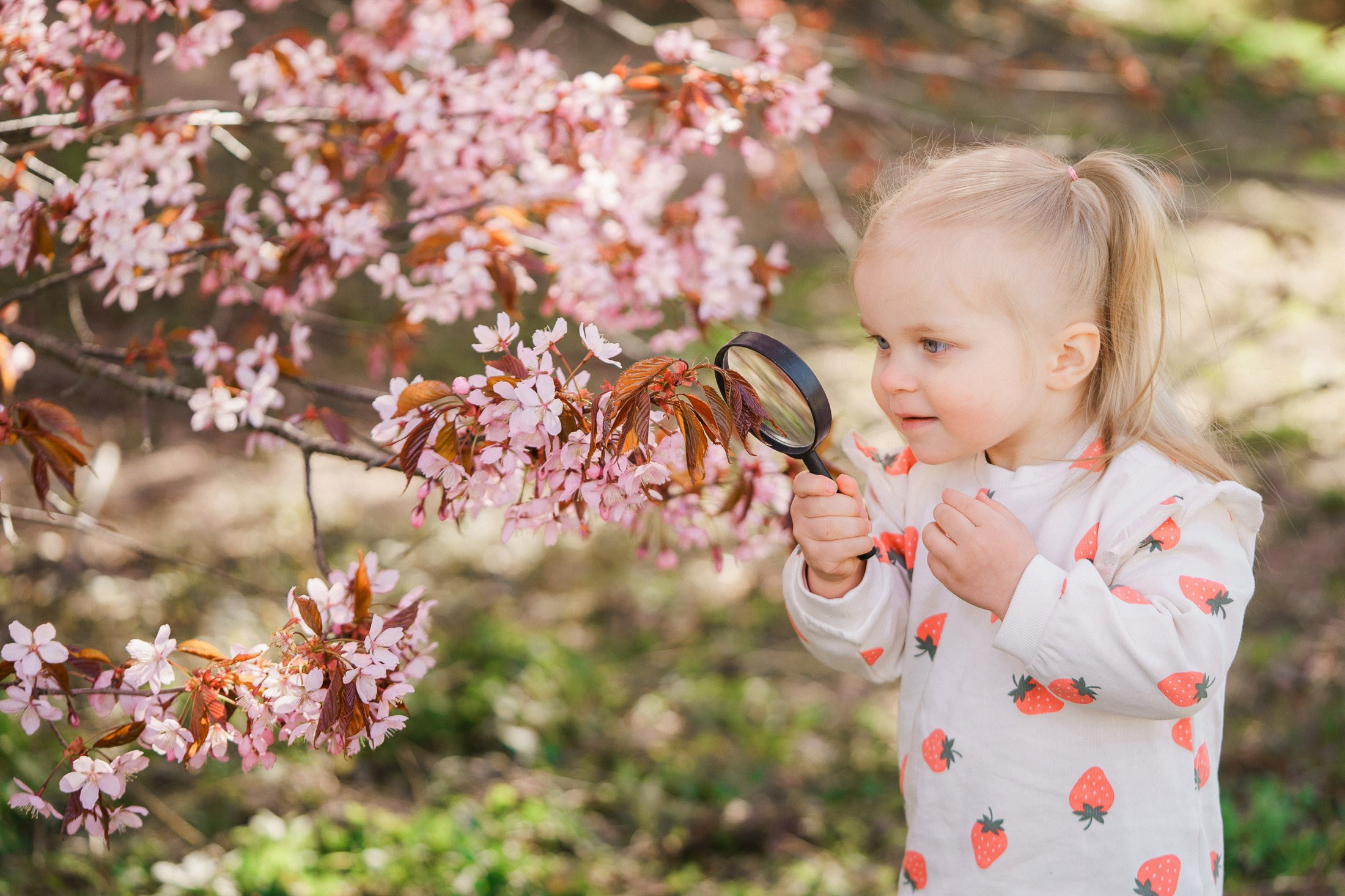 Perhekuvaus kirsikkapuistossa Helsingissä