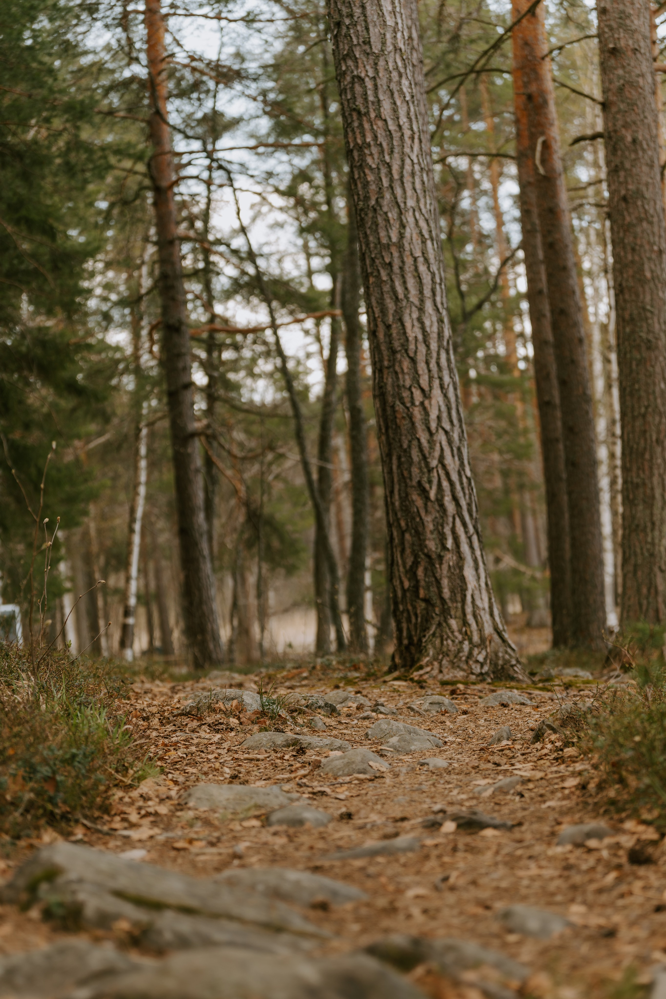 Gallery. Natasha Shakh