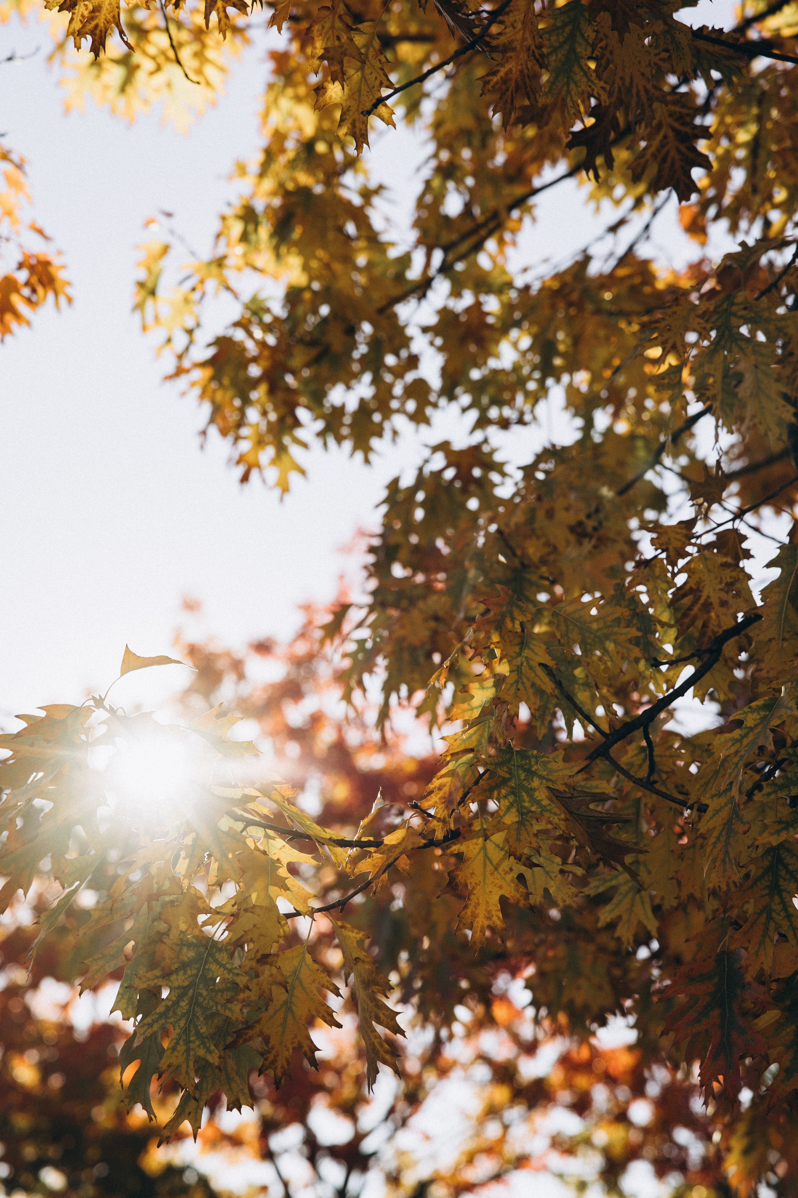 Autumn mother-son family photoshoot in Toulouse. Eugenie Smirnova — wedding, corporate and lifestyle photographer in Toulouse and Southwest France