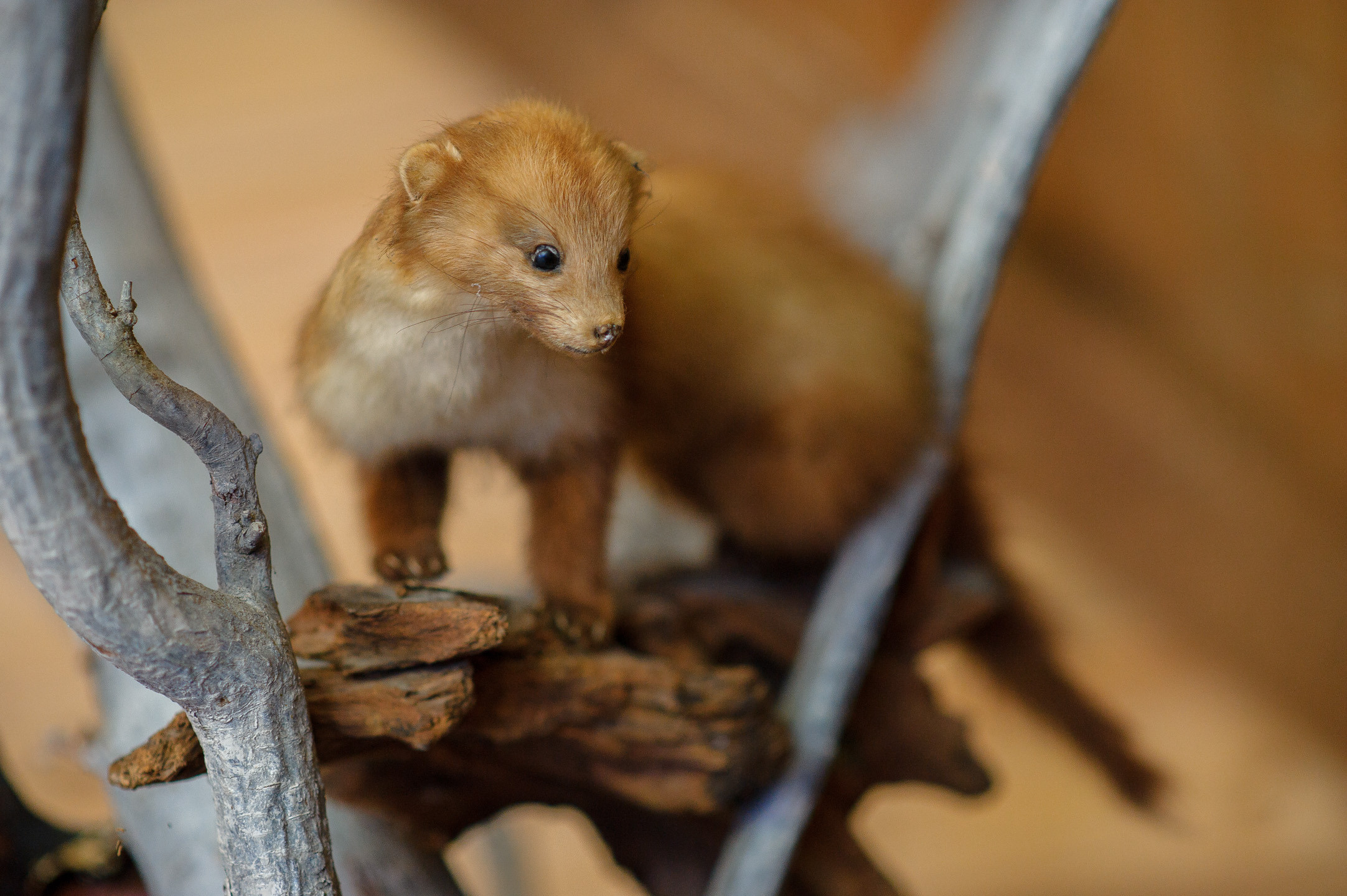 Кумэтрия Киры. Семейный фотограф в Кишинёве THOMAS SHTIFT