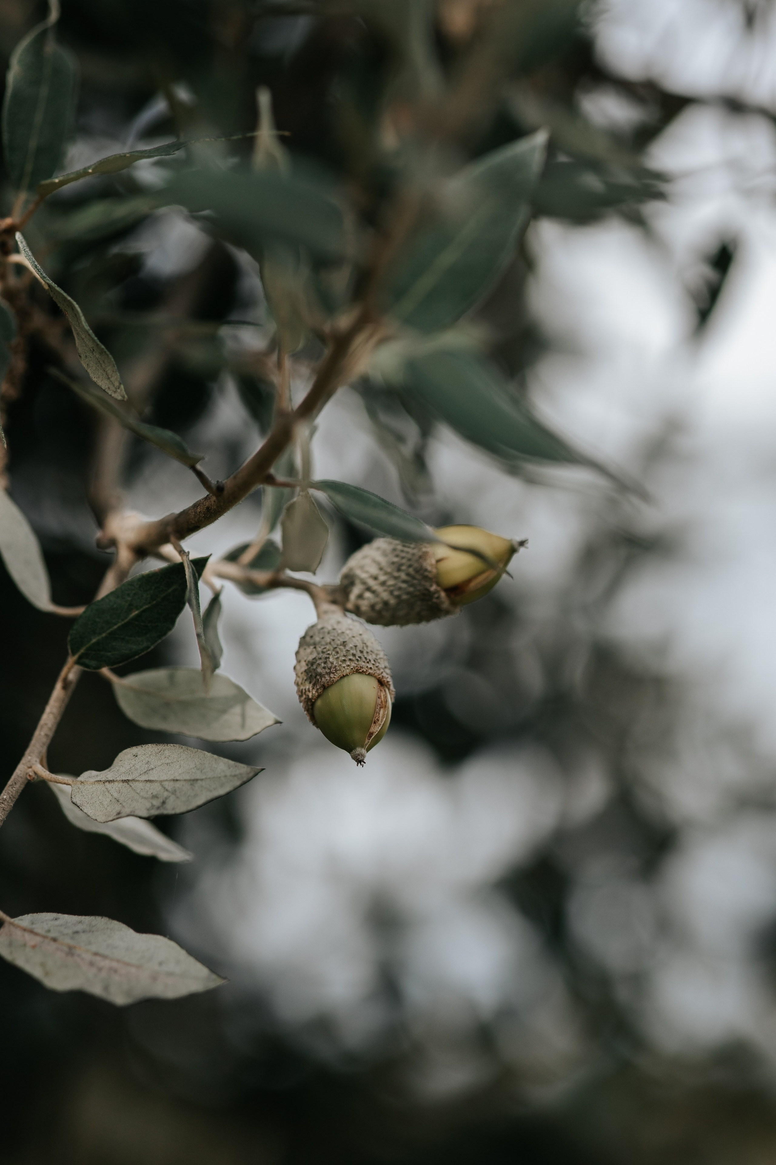 Marta+Adria, 27.09.2025, Can Caballe. Fotógrafa de bodas en Cataluña