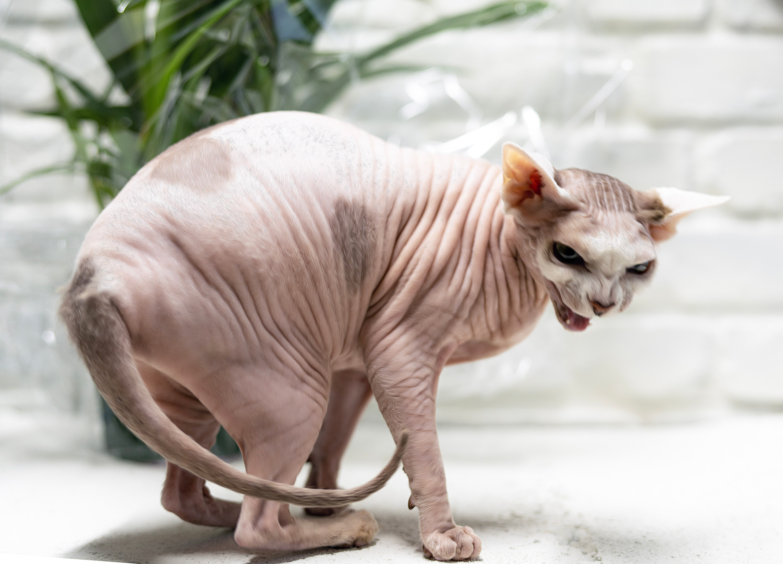 Cats. LUKIN IGOR Photography