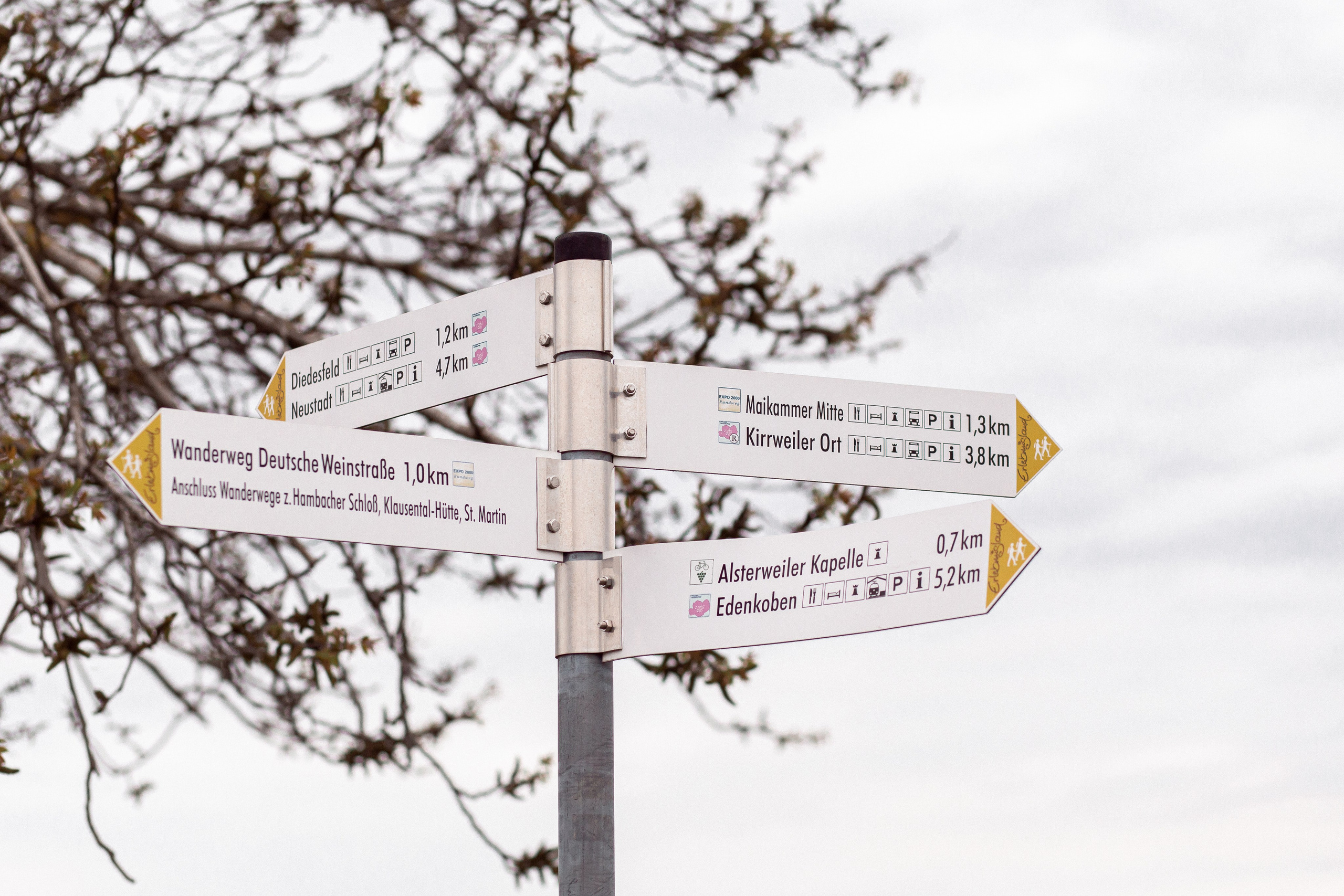 Цветущий миндаль в Пфальце. Фотограф в Германии — Мария Чистякова