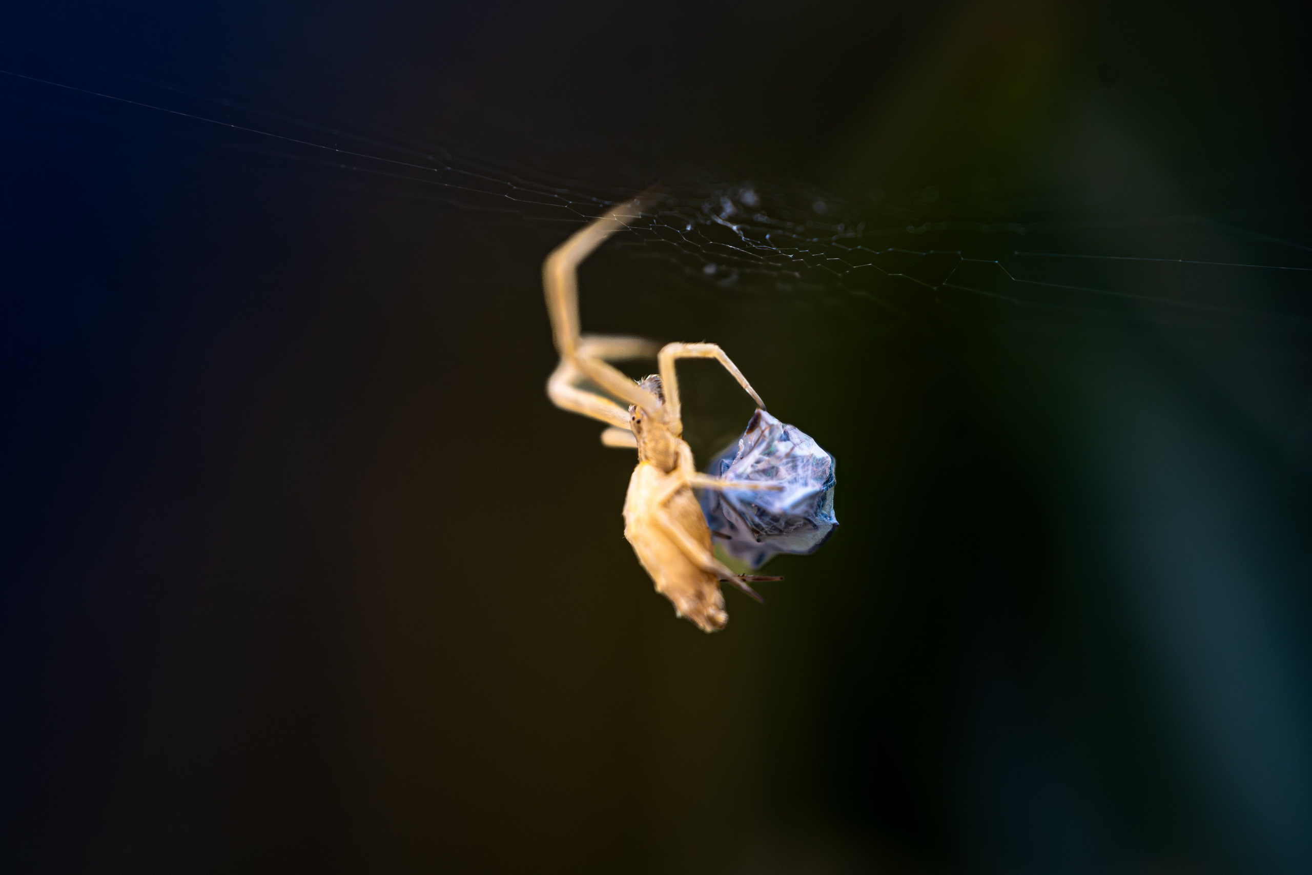 Macro Photography. Hi, my name is Eric T and I am Iris photographer