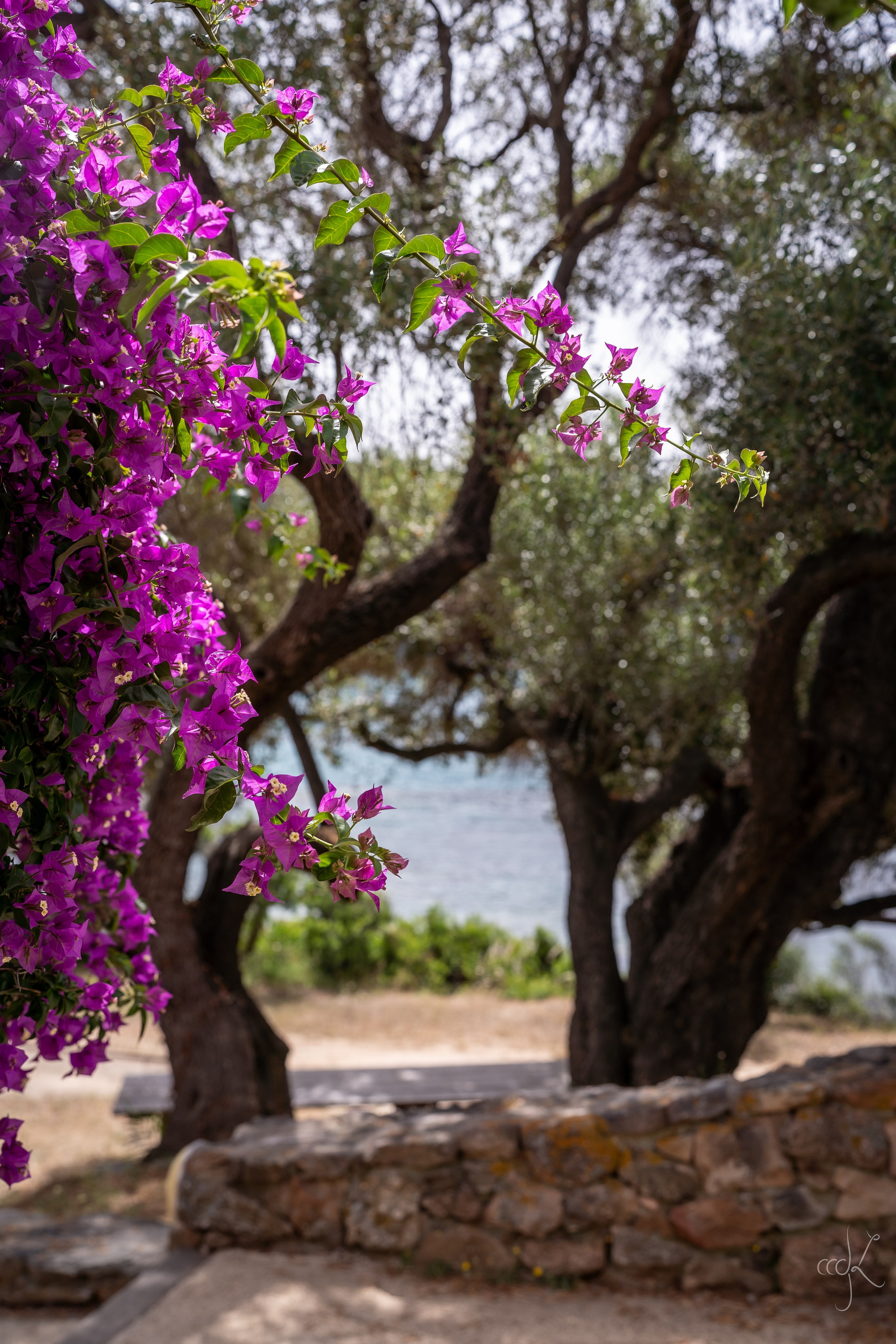 FLOWTIME: the 6th Cargèse summer school. Expect Miracles Photography by Kate & Andrew