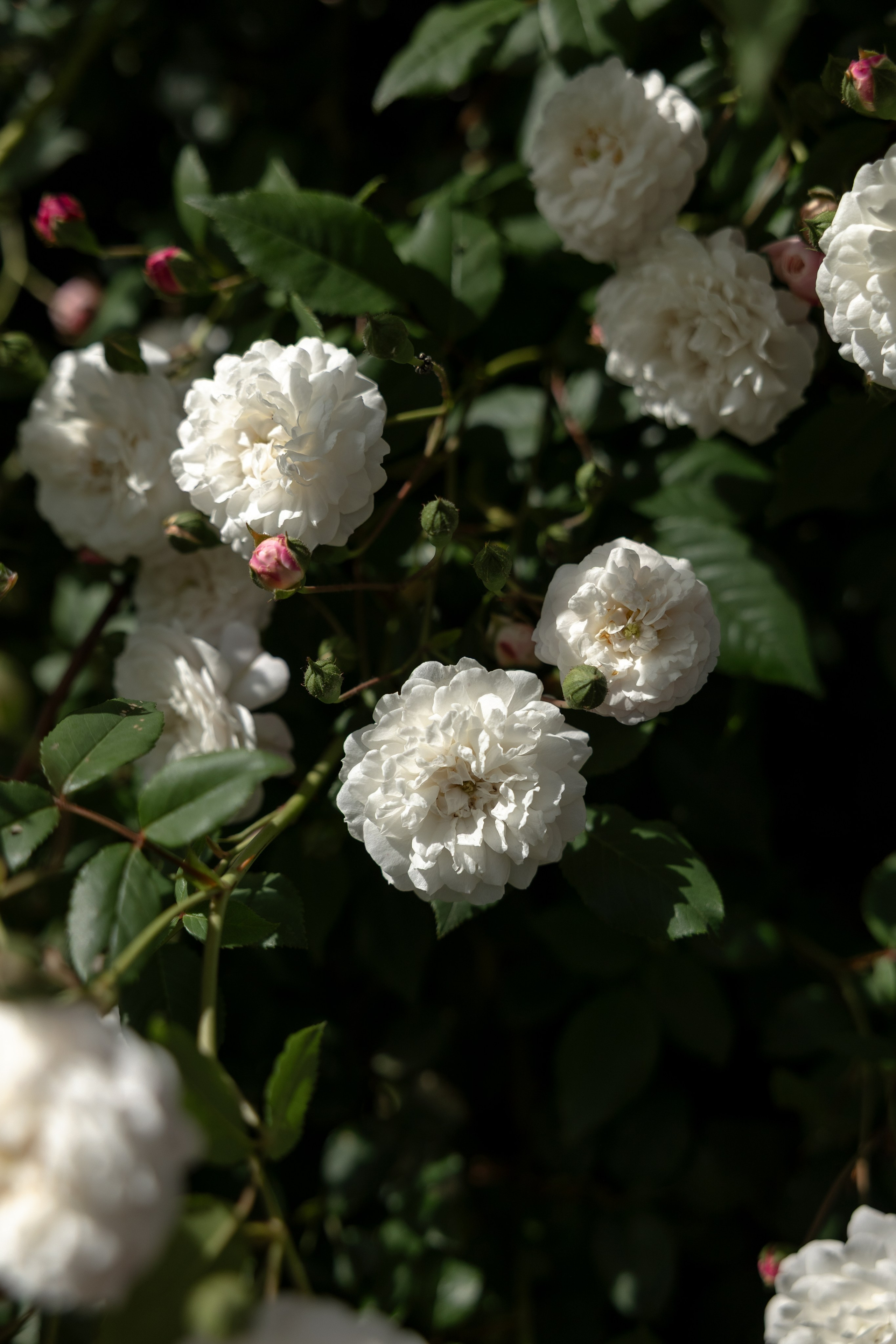 Elopement near Saint-Cirq-Lapopie. Crystal&Robert. Евгения Смирнова — фотограф в Тулузе и юго-западной Франции