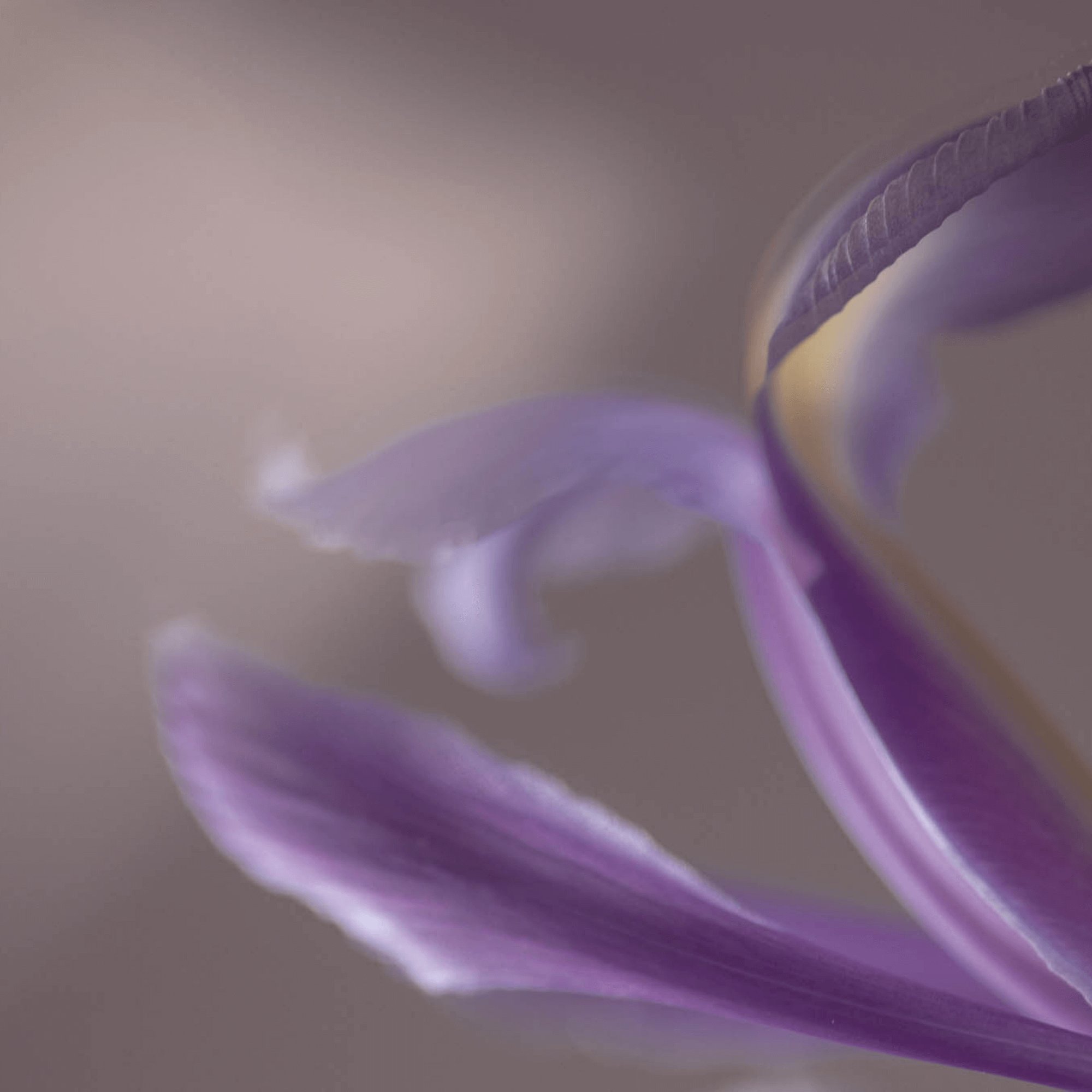 50 SHADES OF PURPLE. Natalja Poplavska — Visual artist, Photographer, East Sussex, London