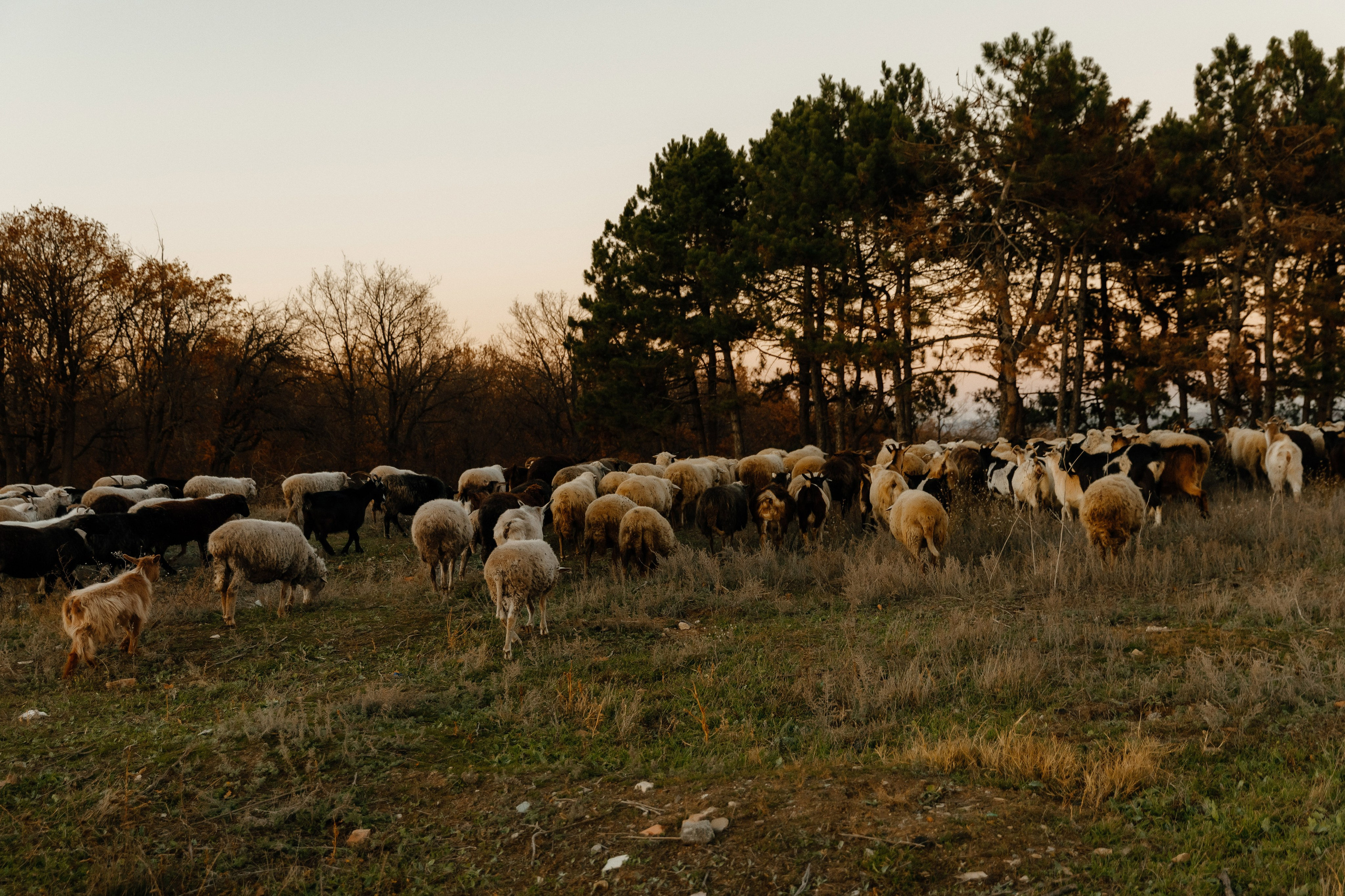 MIHAELA + ANDREI. Fulga Photographer