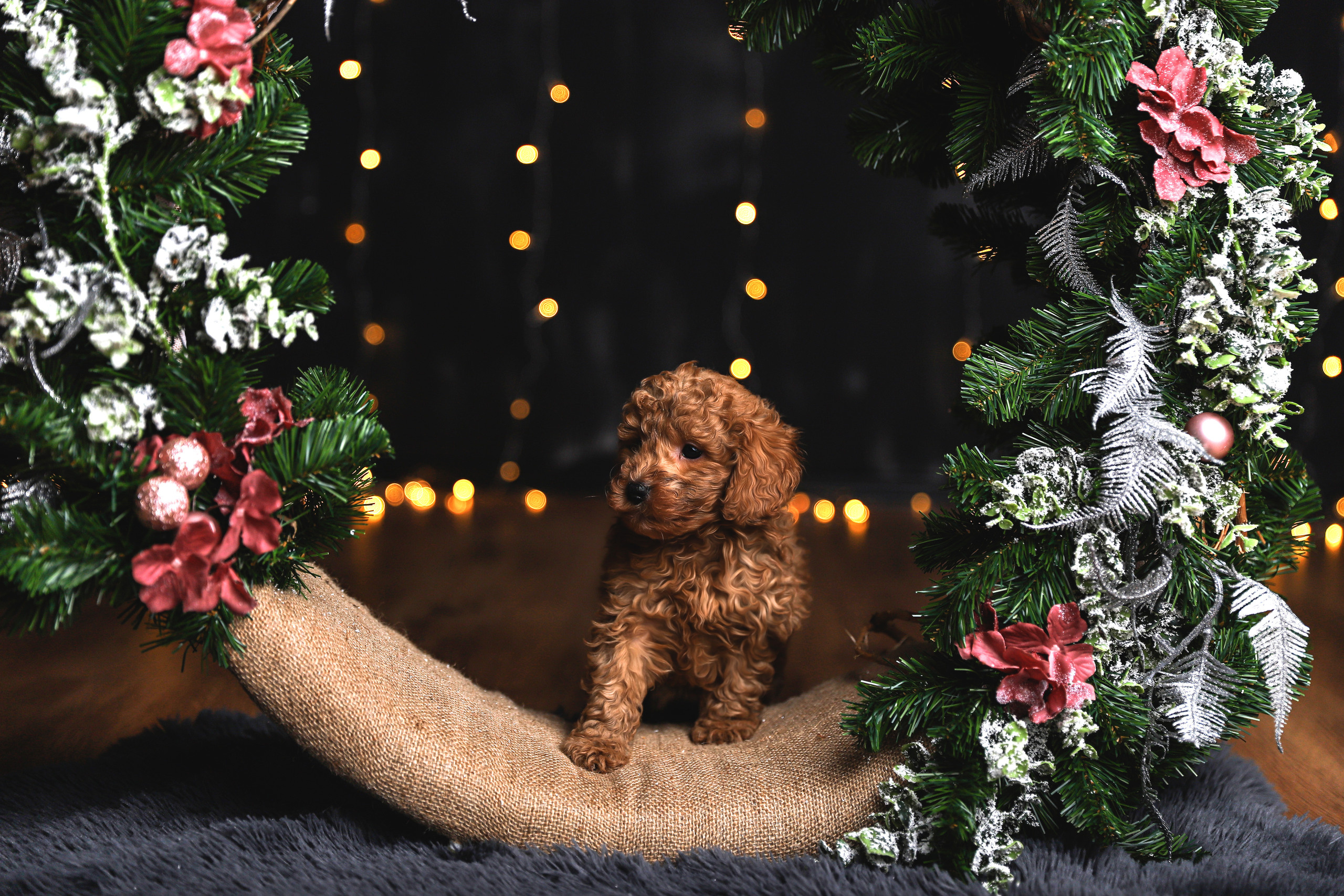 Tierfotografie. Familien und Hochzeitfotograf in Molbergen, Cloppenburg, Münsterland