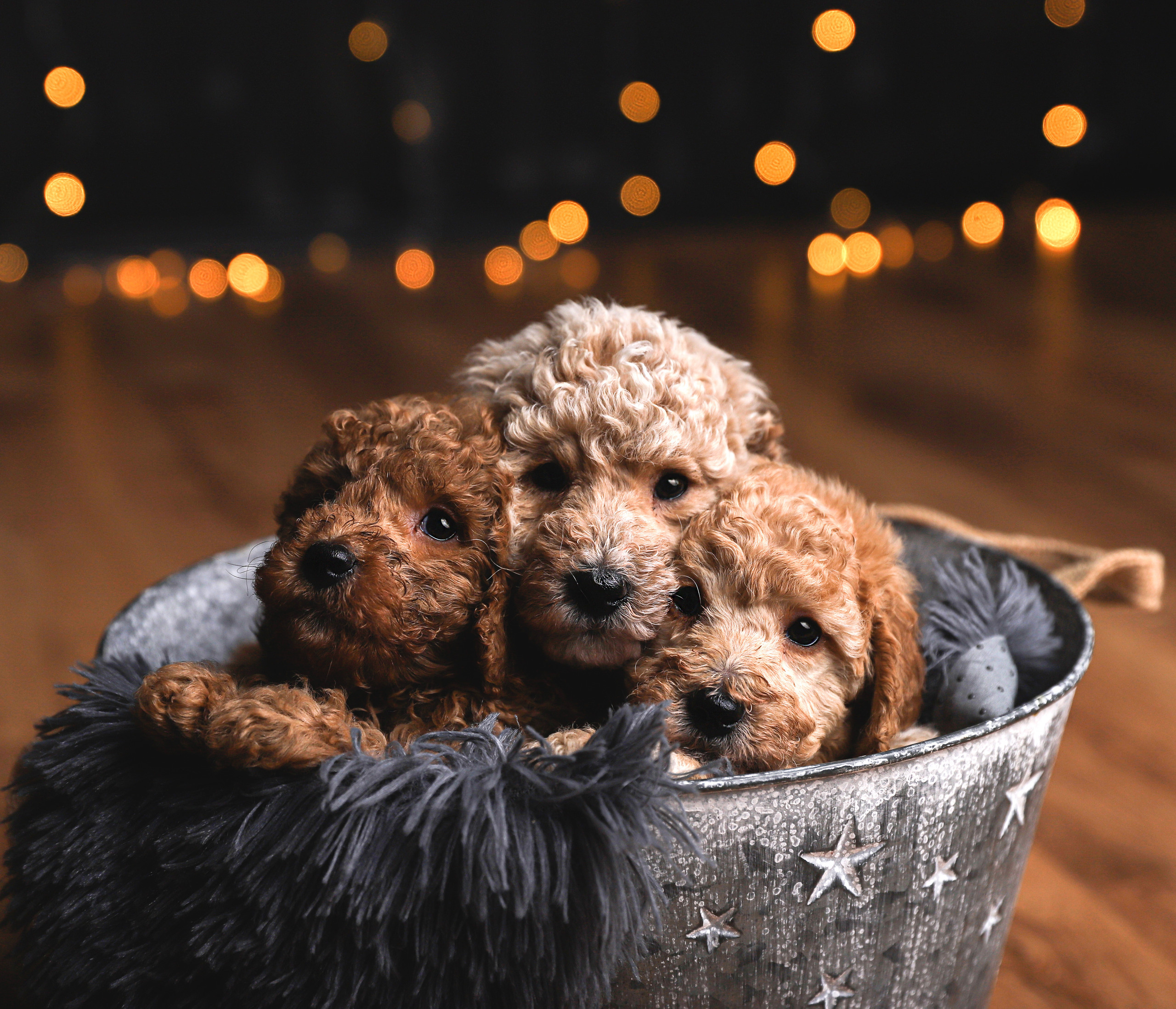 Tierfotografie. Familien und Hochzeitfotograf in Molbergen, Cloppenburg, Münsterland