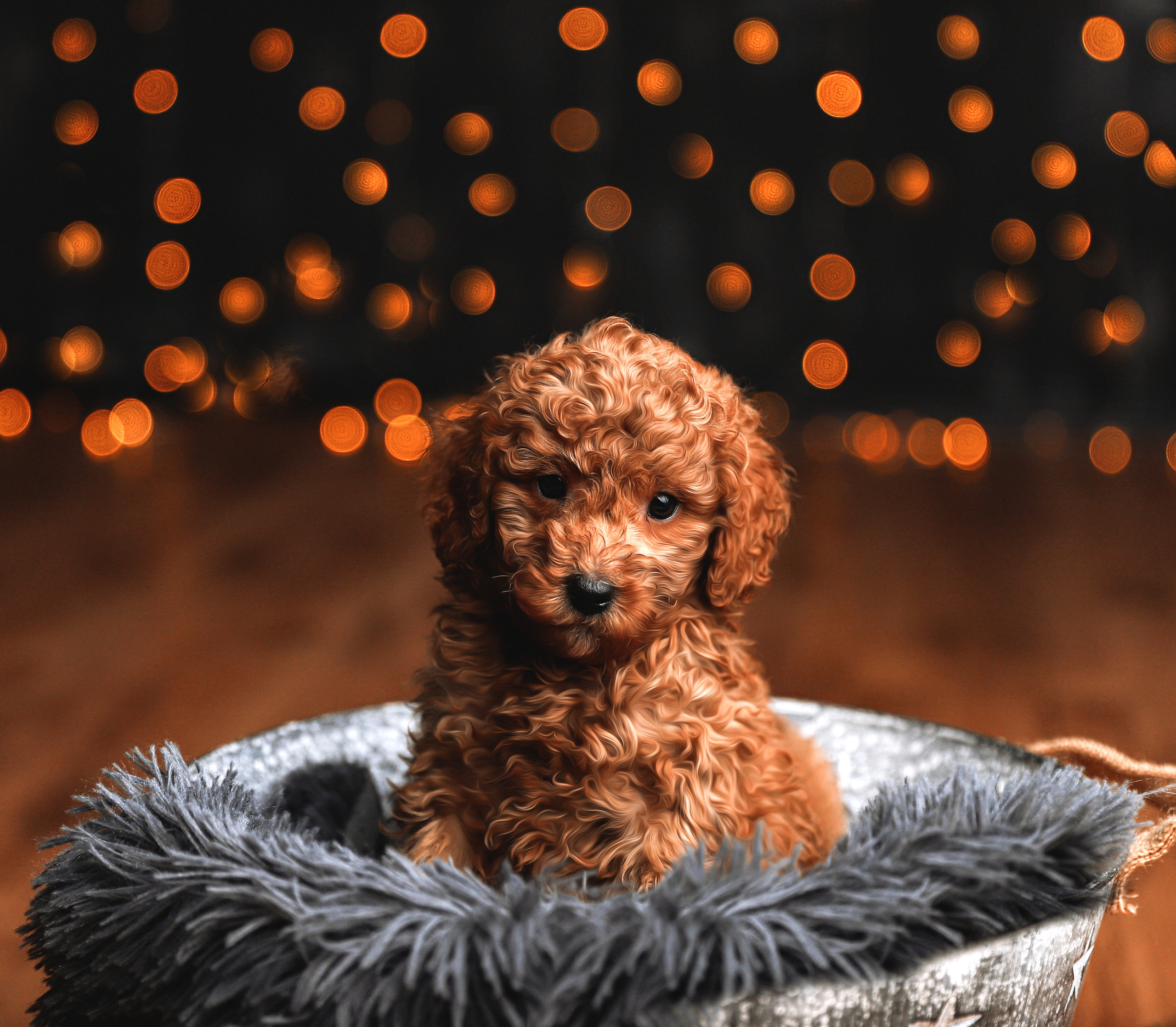 Tierfotografie. Familien und Hochzeitfotograf in Molbergen, Cloppenburg, Münsterland