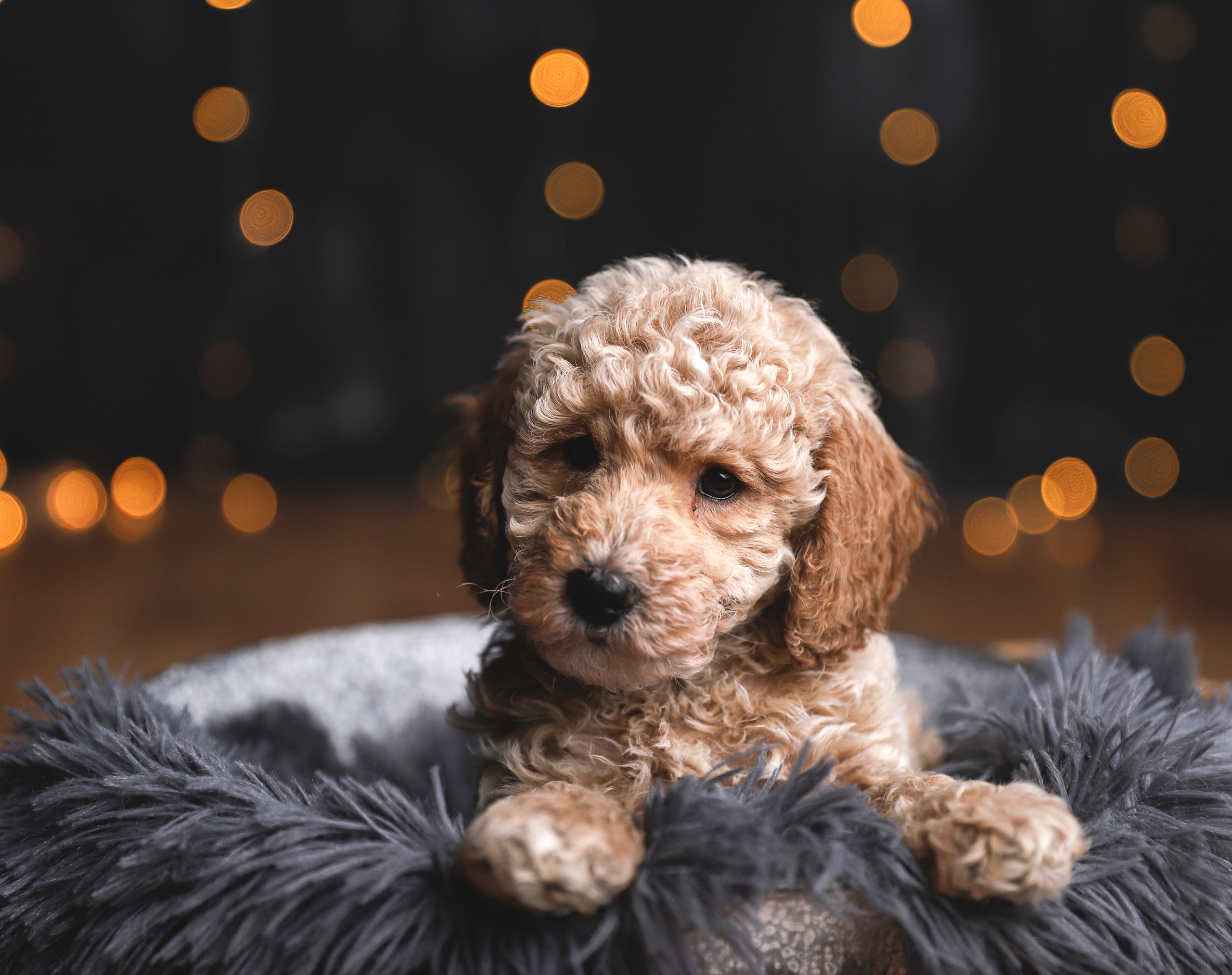 Tierfotografie. Familien und Hochzeitfotograf in Molbergen, Cloppenburg, Münsterland