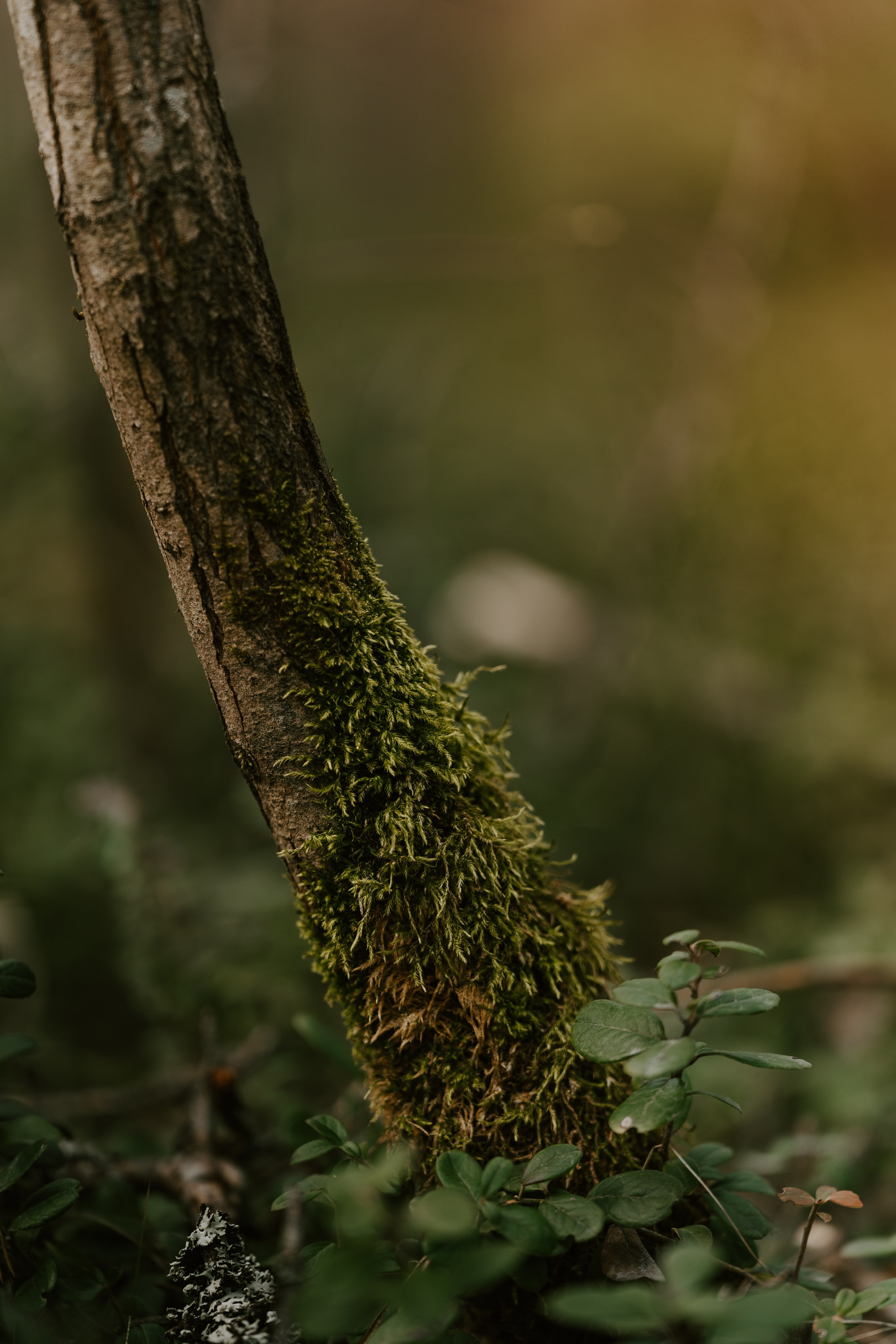 Gallery. Natasha Shakh