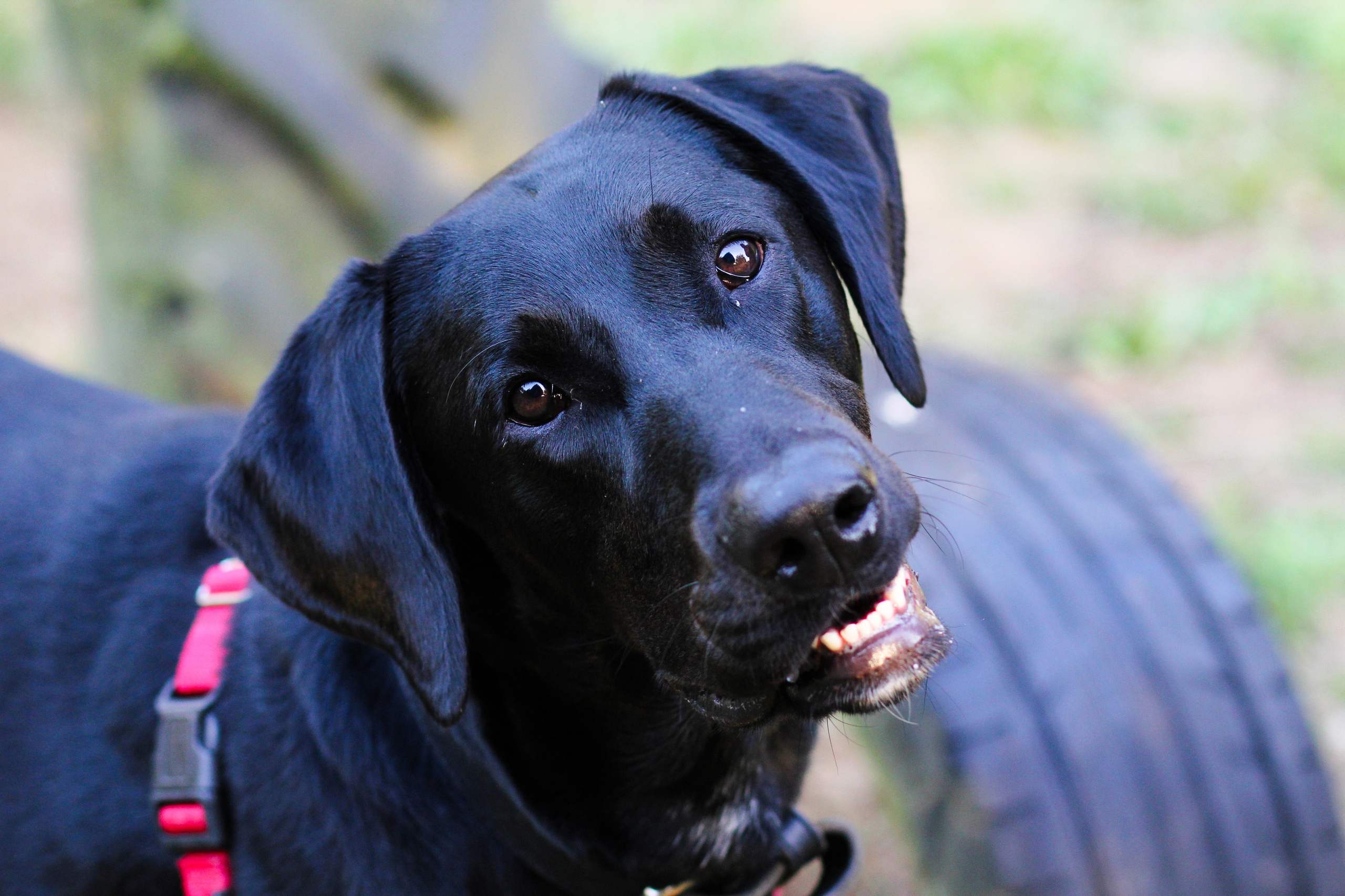 Sesiones fotográficas a mascotas. RabelByCris Fotógrafa en Coruña de Eventos, sesiones, mascotas
