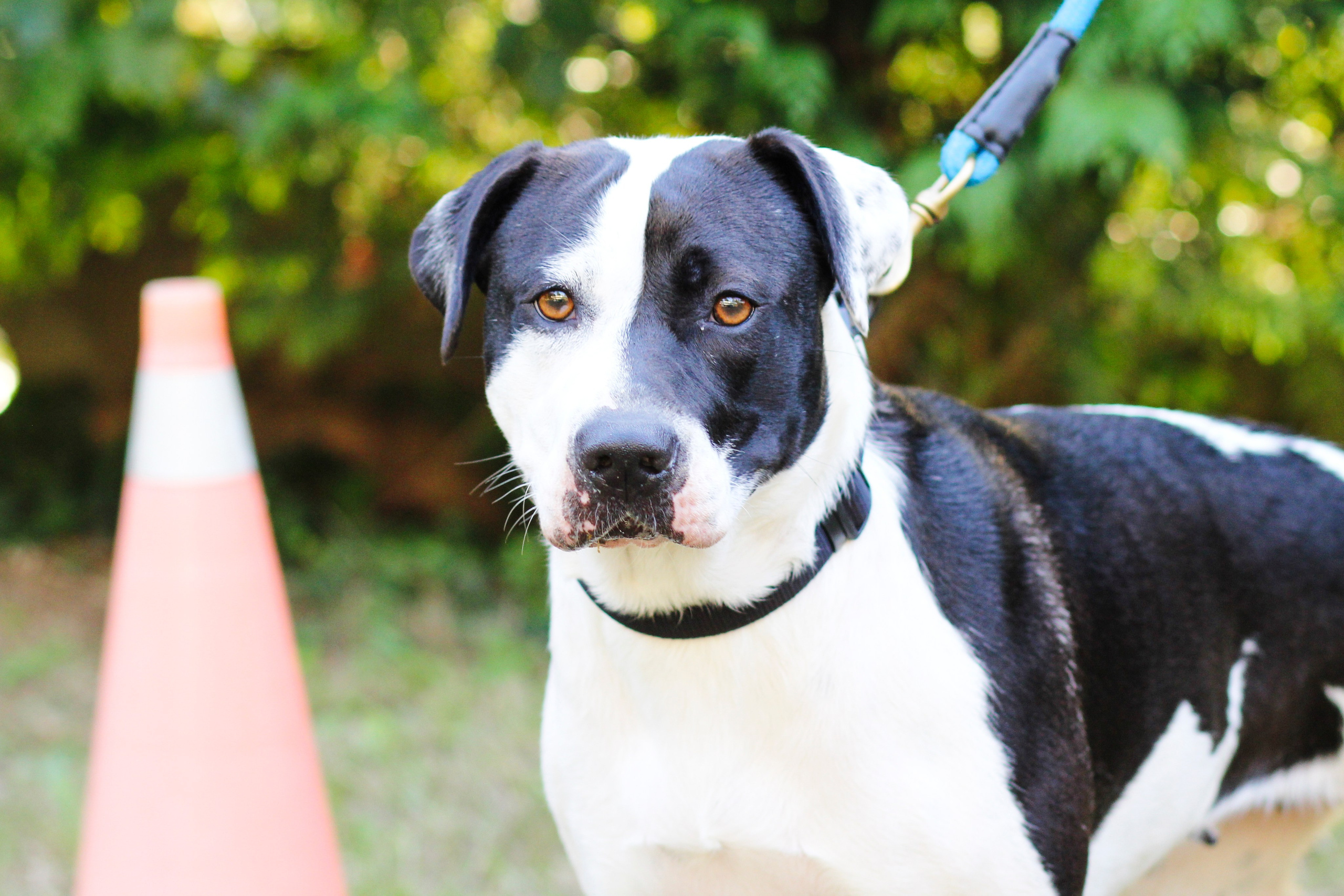 Sesiones fotográficas a mascotas. RabelByCris Fotógrafa en Coruña de Eventos, sesiones, mascotas