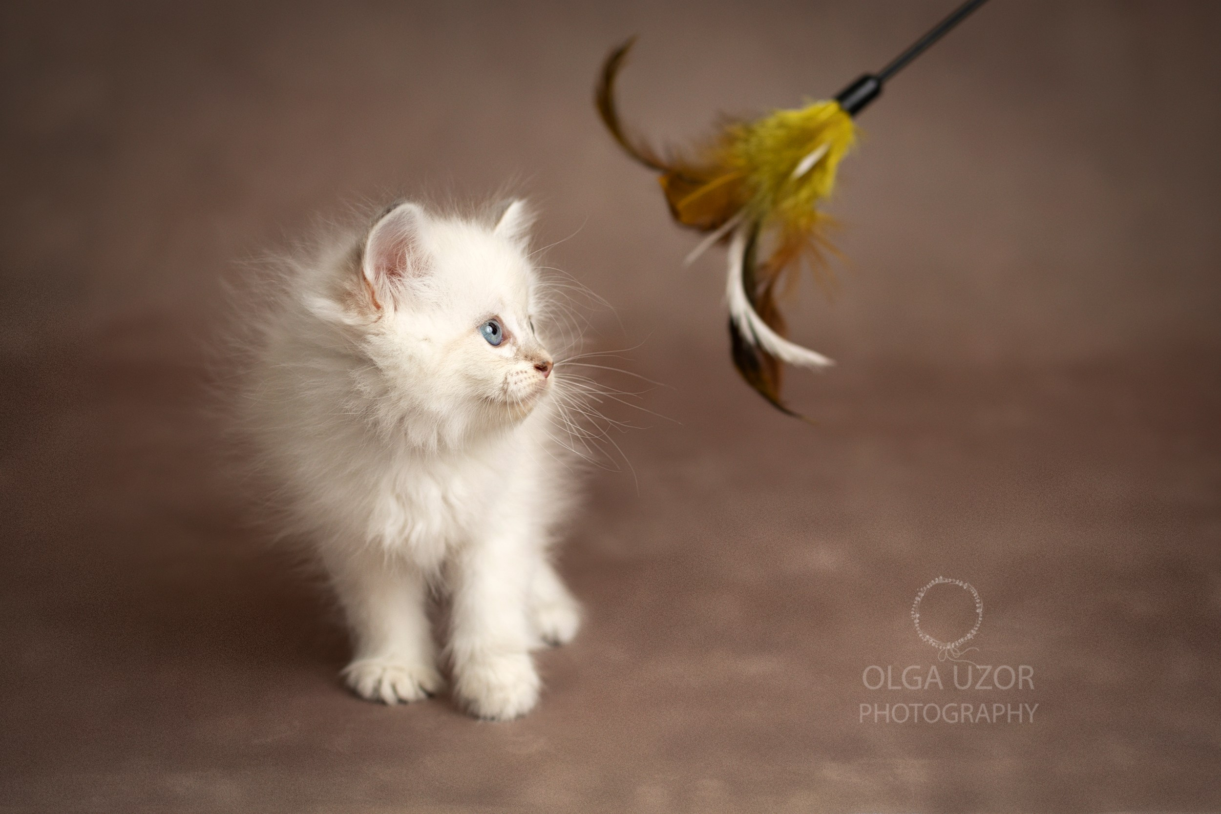 Pets photographer based in Stevenage, Hertfordshire. Stevenage, Hertfordshire family, maternity and newborn photographer