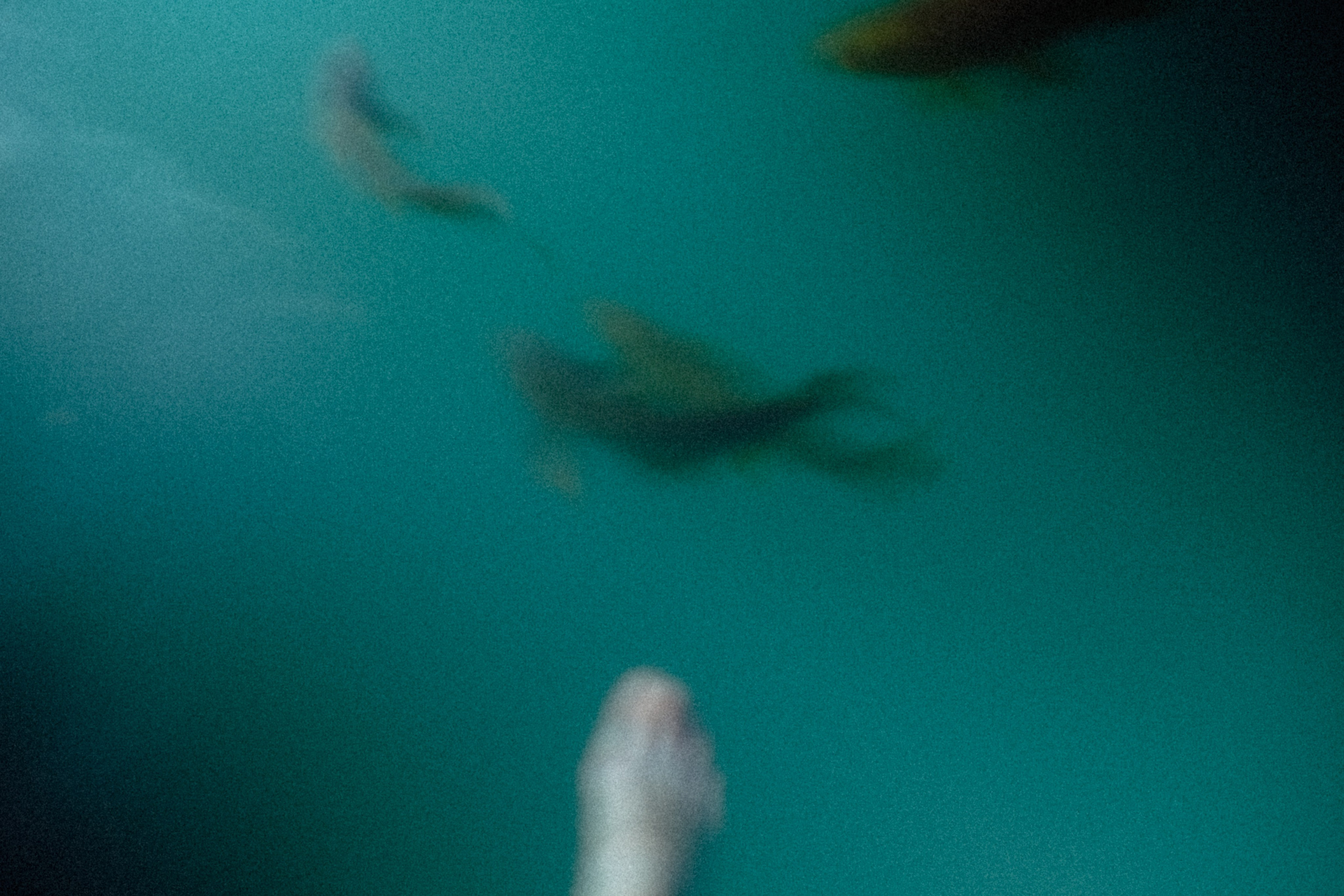 Stills from a Movie That Never Existed — Conceptual Photography by Marina Kálcheva. Marina Kálcheva — Photographer, Videographer & Visual Artist in Barcelona