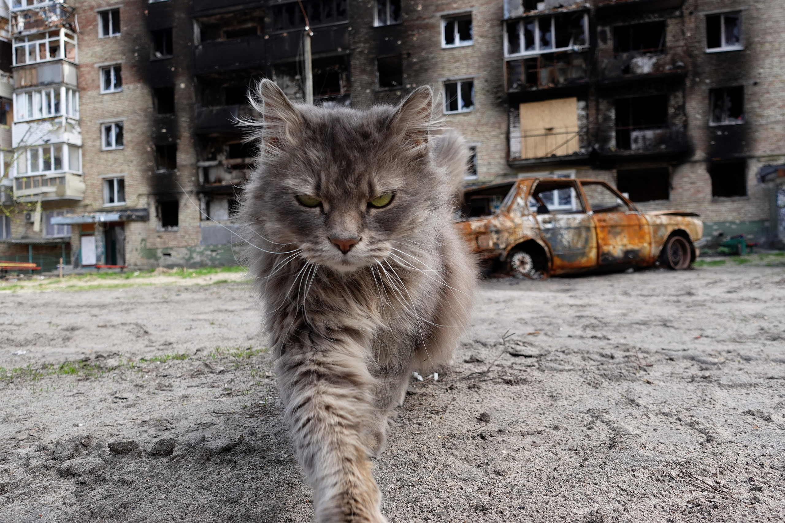 Bucha (Ukraine) 27 avril 2022. Un chat cherchant un peu de nourriture au cœur des ruines d’un quartier de Bucha près de Kyiv.