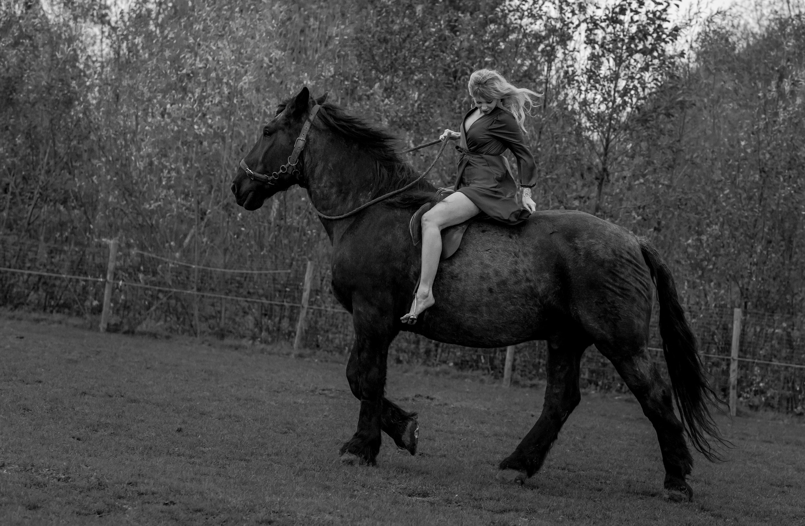 Photoshoot with Horses. Professional Photograher, Antwerpen/Belgium