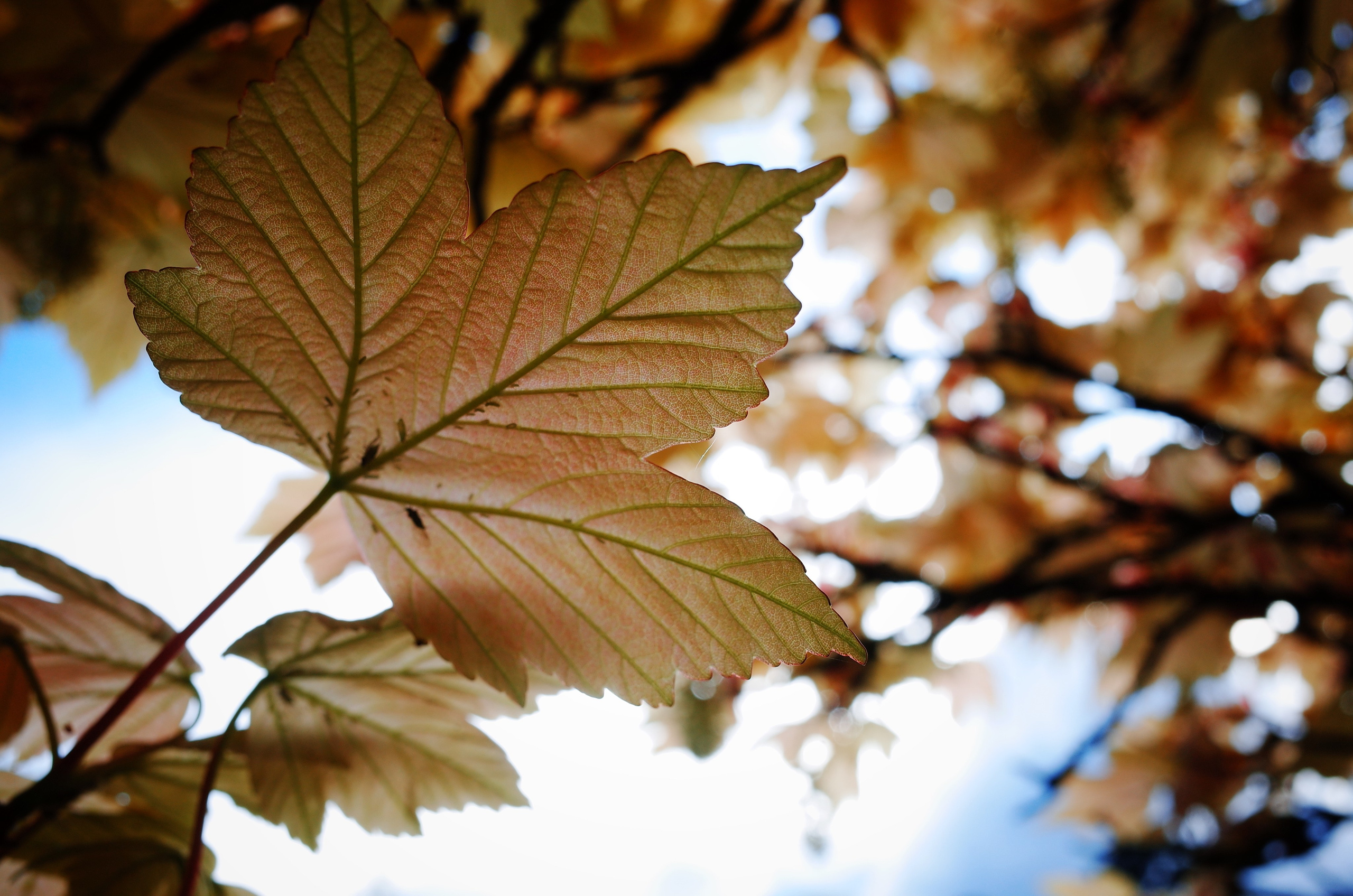 Kingsnorth in Gold. Victoria Dini. Art photography in London / Folkestone, UK