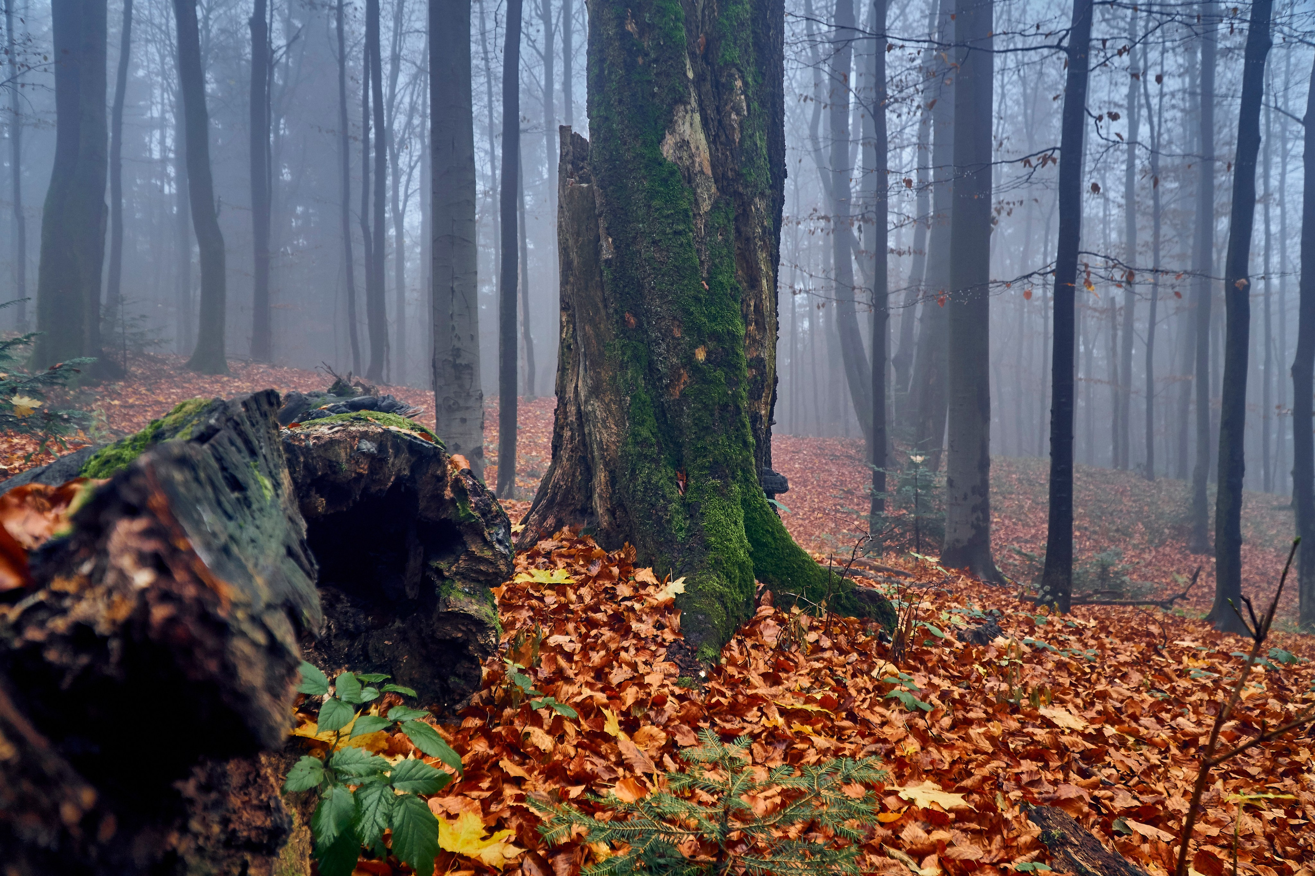 Bieszczady - tu zatrzymuje się czas. Andriej Szypilow - Fotografia & Wideografia