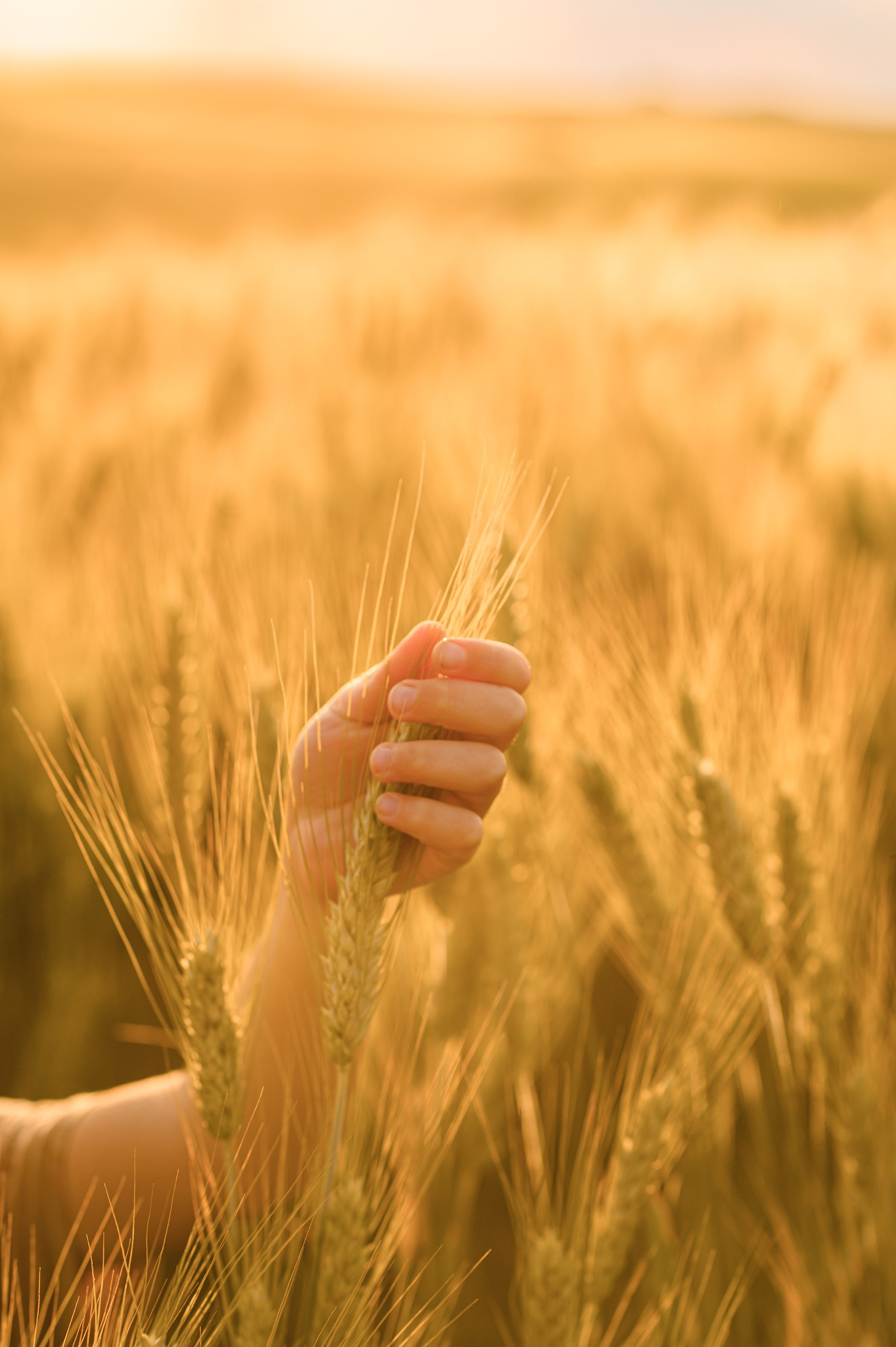 Wheat fields. Family, children, portrait, and event photography in Thessaloniki