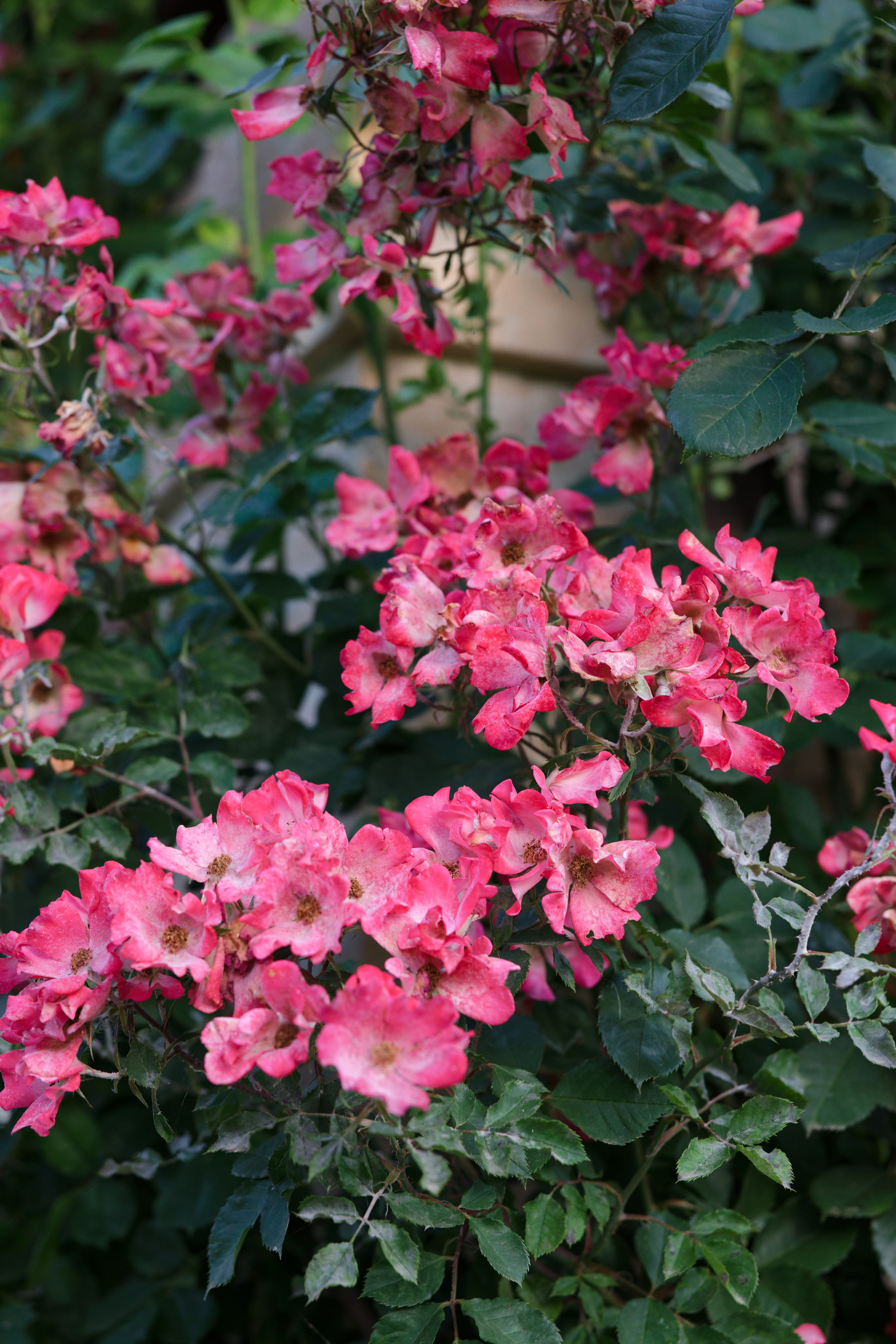 Wedding at Fonte Sala, Tuscany, Italy