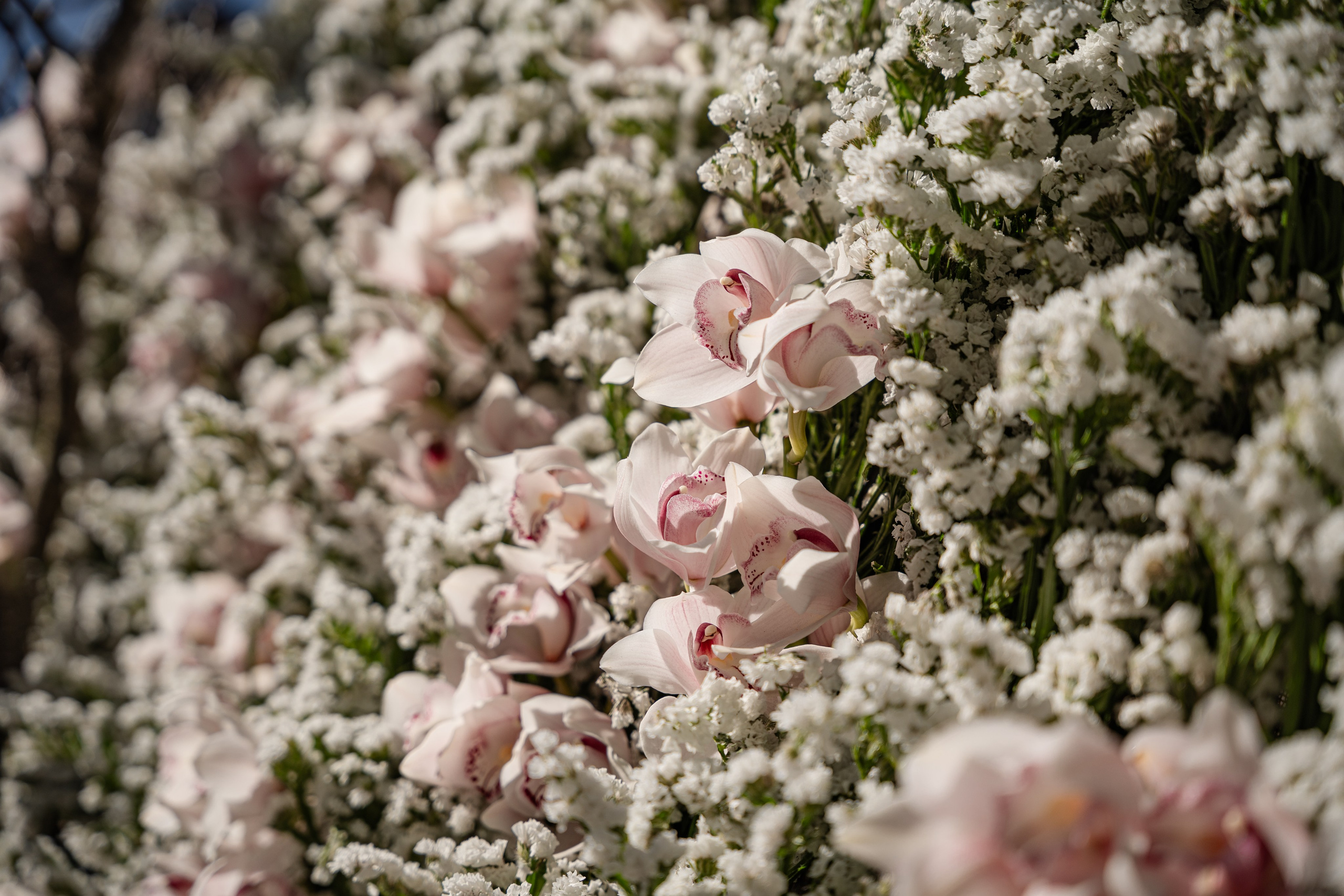 Chelsea_in_bloom. Tonya Kyrylenko photographer in London