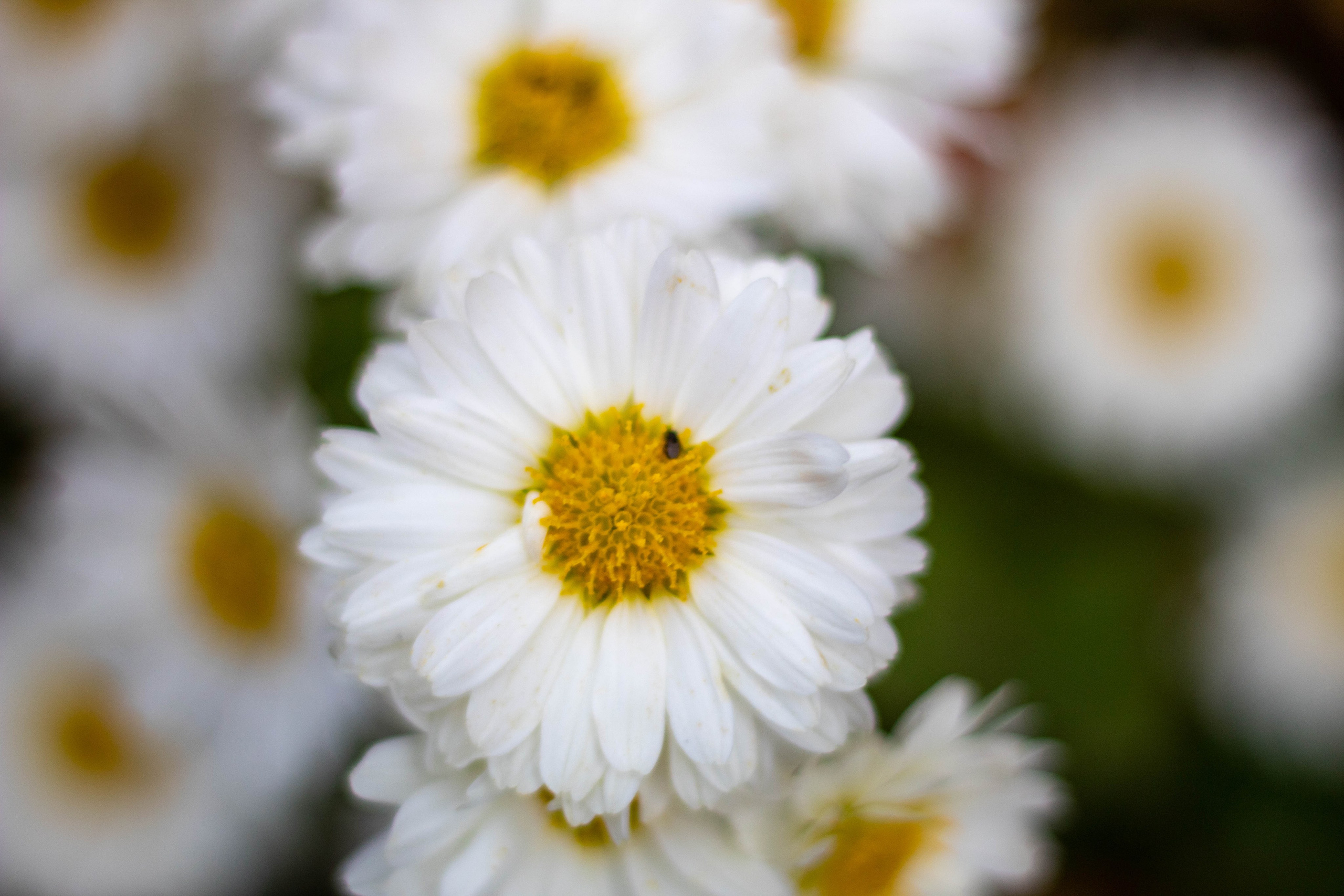 Cluster of white daisies with yellow centers in a summer garden.