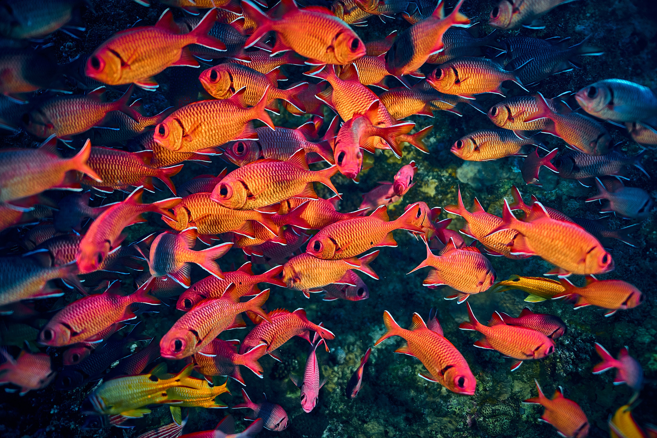 Fotograf podwodny Andriej Szypiłow - Fauna i flora Czerwonego i Adriatyckiego Mórz. Andriej Szypilow - Fotografia & Wideografia