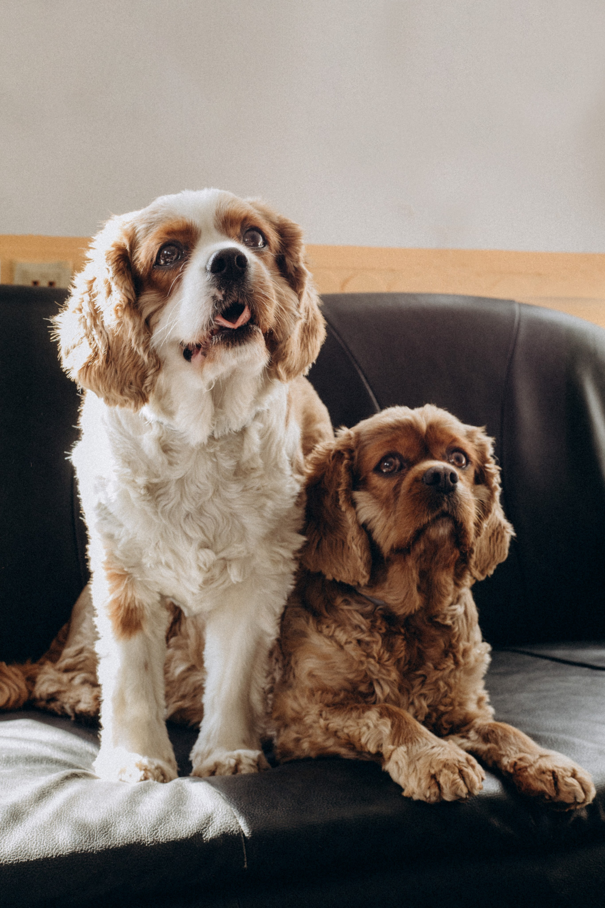 Pets. Photographer Düsseldorf, Cologne, NRW — Kristina Braudo
