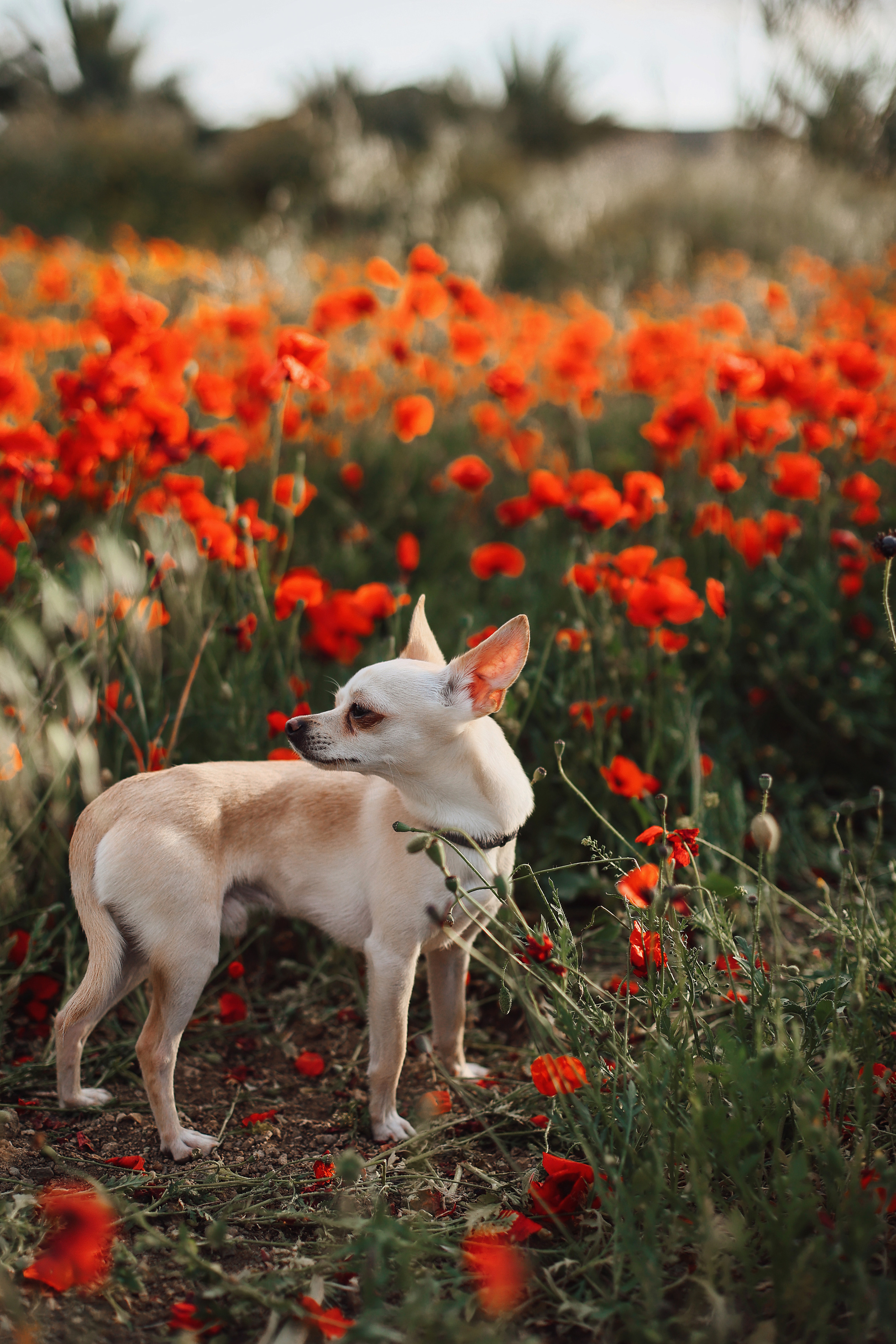 Фотосессия в маках. Апрель, 2023,. Kipriotka. Ваш фотограф на Кипре (Айя-Напа, Протарас)