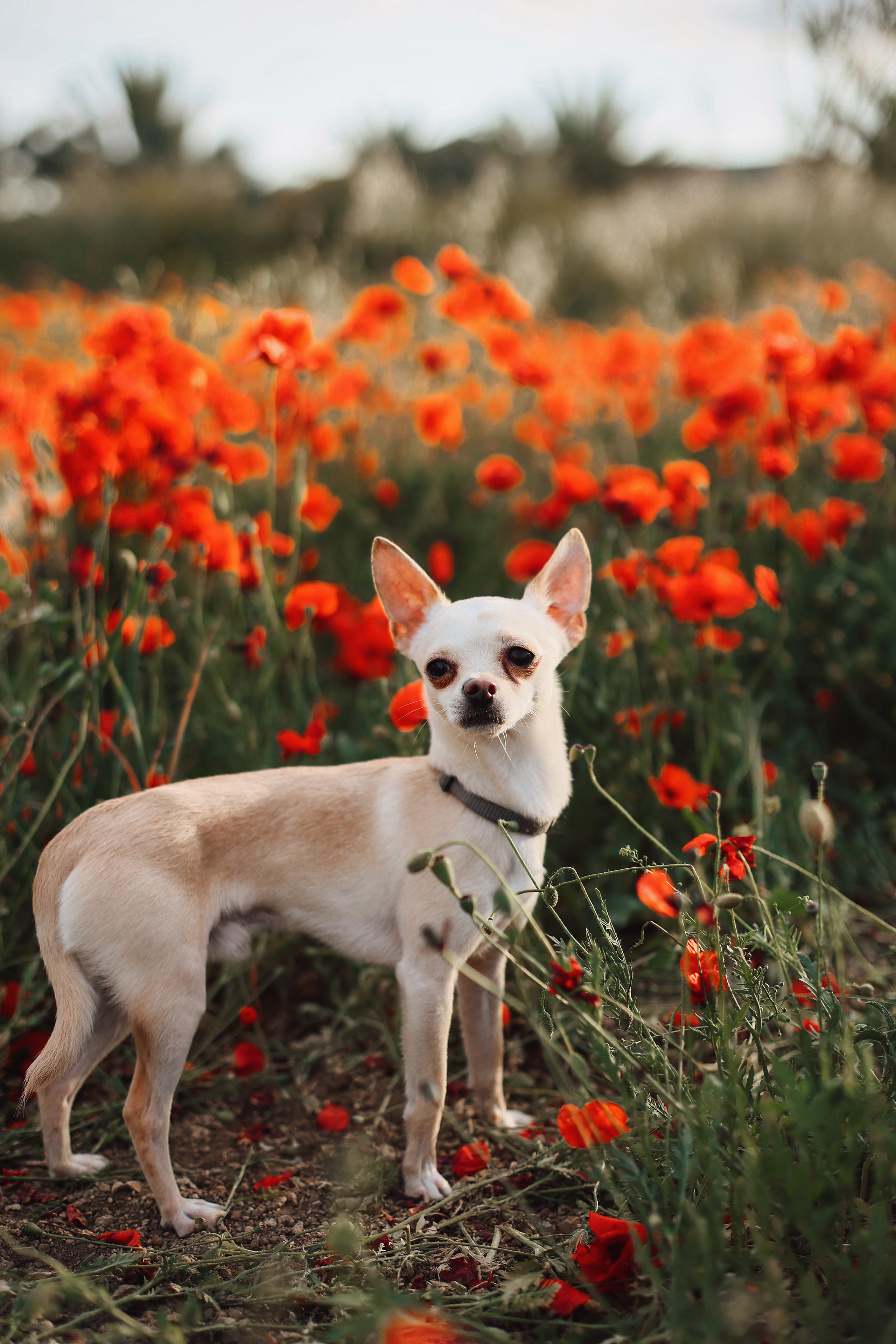 Фотосессия в маках. Апрель, 2023,. Kipriotka. Ваш фотограф на Кипре (Айя-Напа, Протарас)