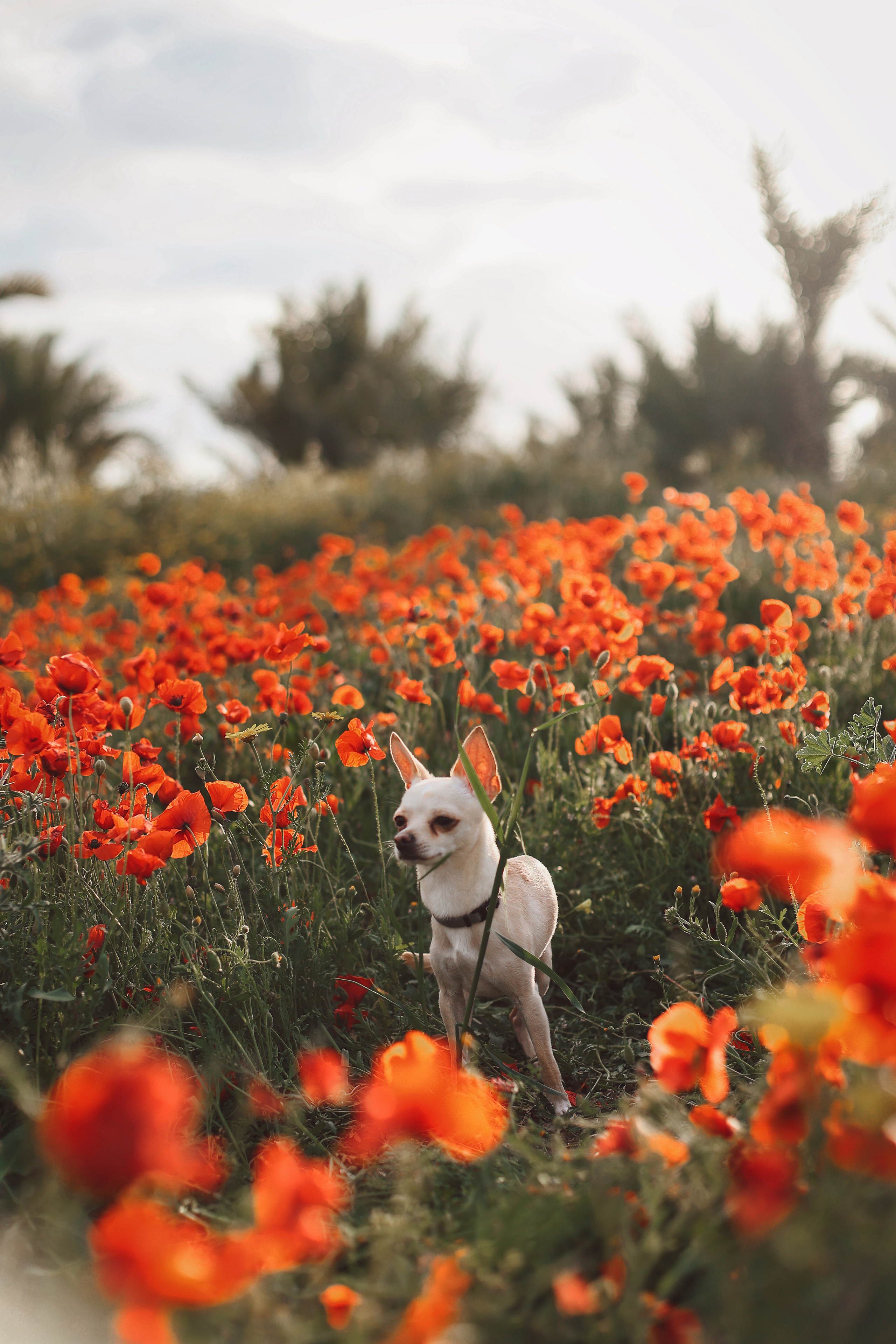 Фотосессия в маках. Апрель, 2023,. Kipriotka. Ваш фотограф на Кипре (Айя-Напа, Протарас)