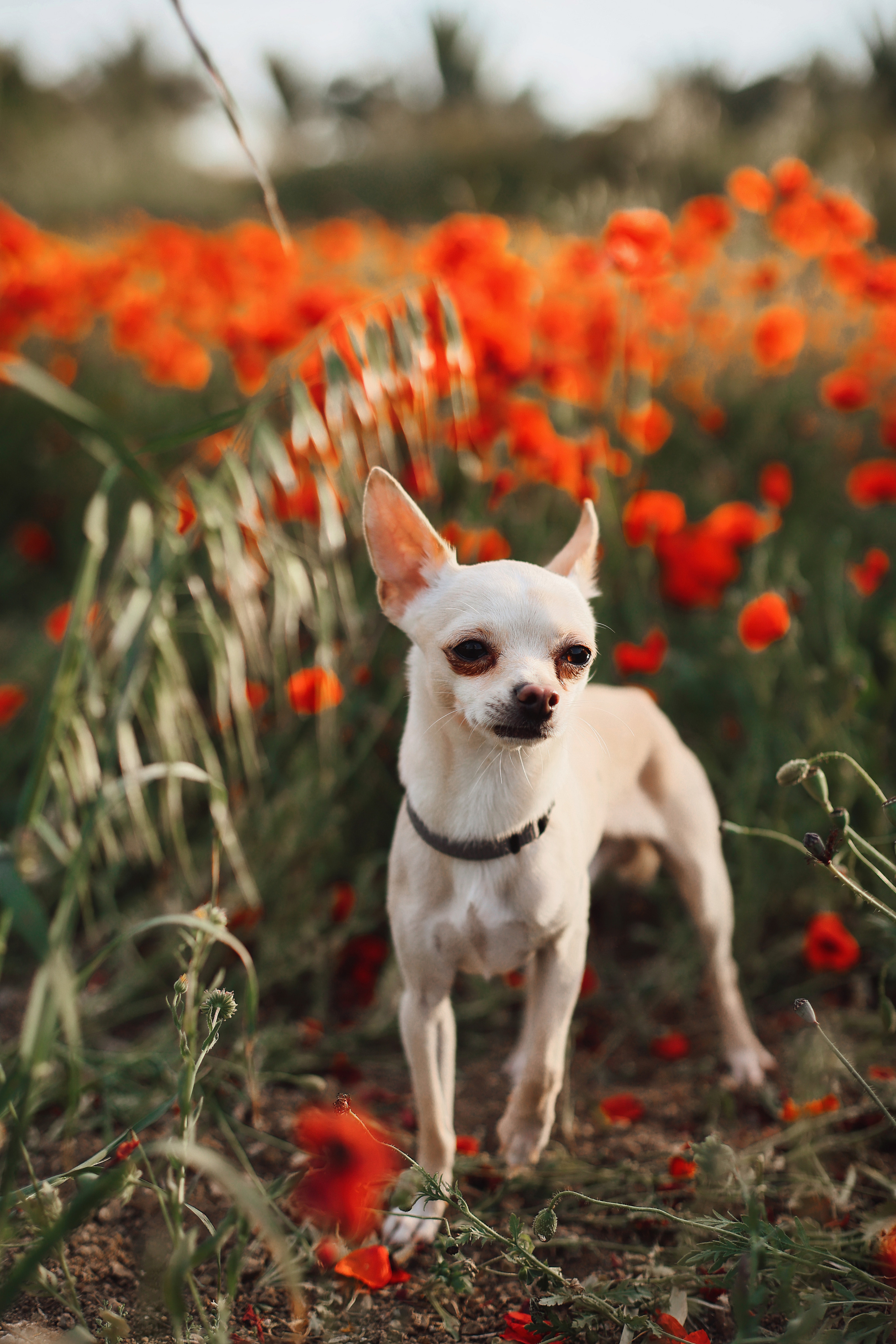 Фотосессия в маках. Апрель, 2023,. Kipriotka. Ваш фотограф на Кипре (Айя-Напа, Протарас)