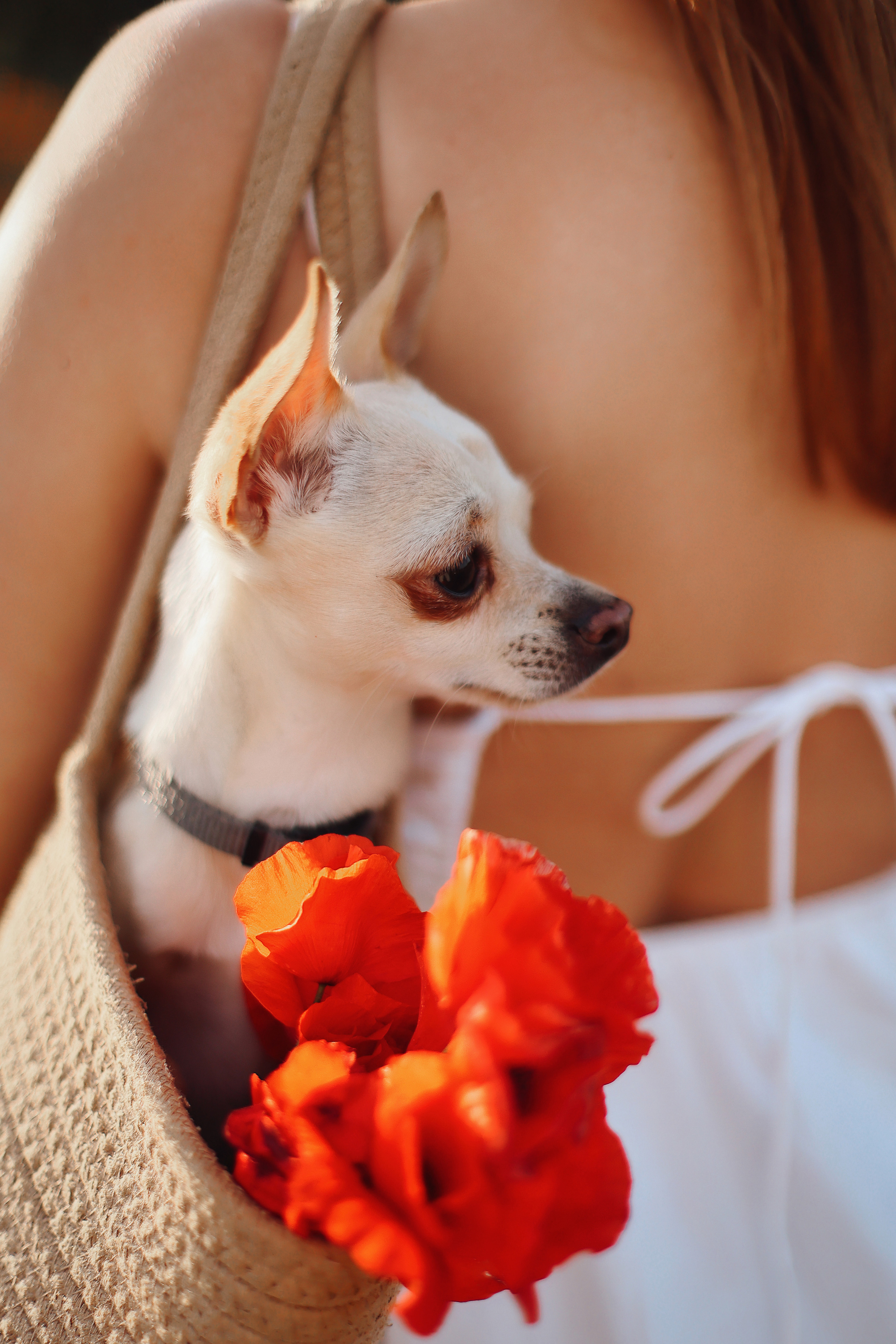 Фотосессия в маках. Апрель, 2023,. Kipriotka. Ваш фотограф на Кипре (Айя-Напа, Протарас)