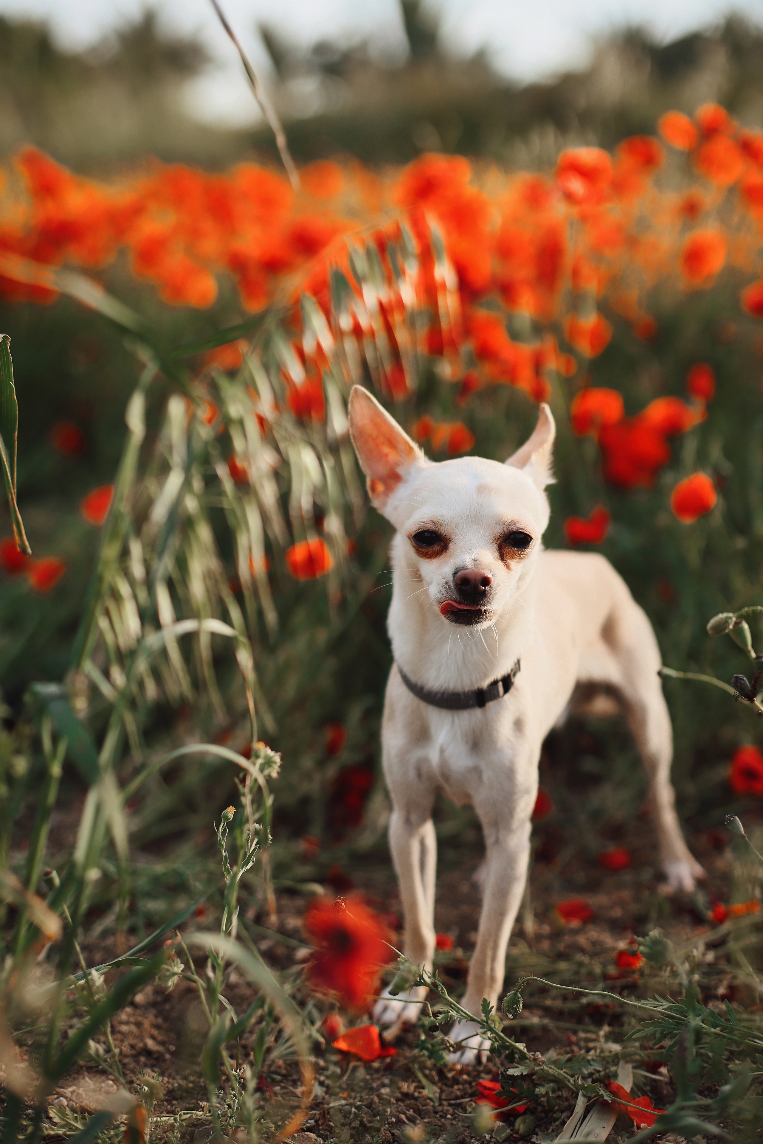 Фотосессия в маках. Апрель, 2023,. Kipriotka. Ваш фотограф на Кипре (Айя-Напа, Протарас)